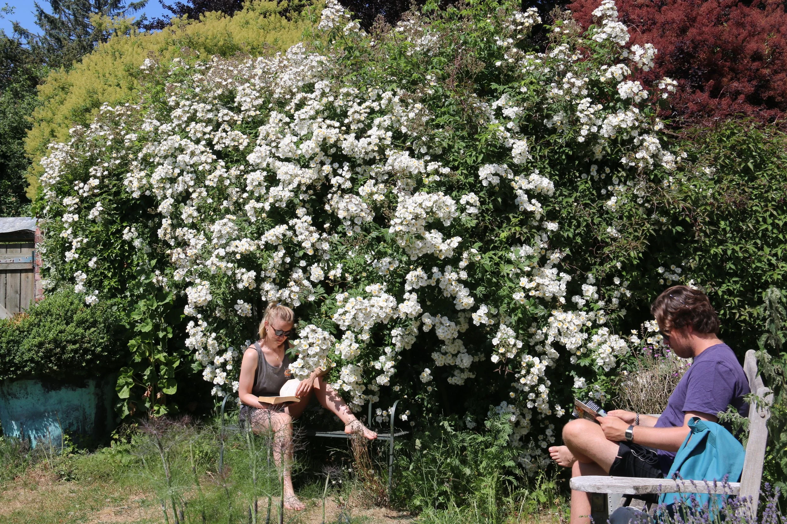 Chill in the garden amongst the roses and the lavender