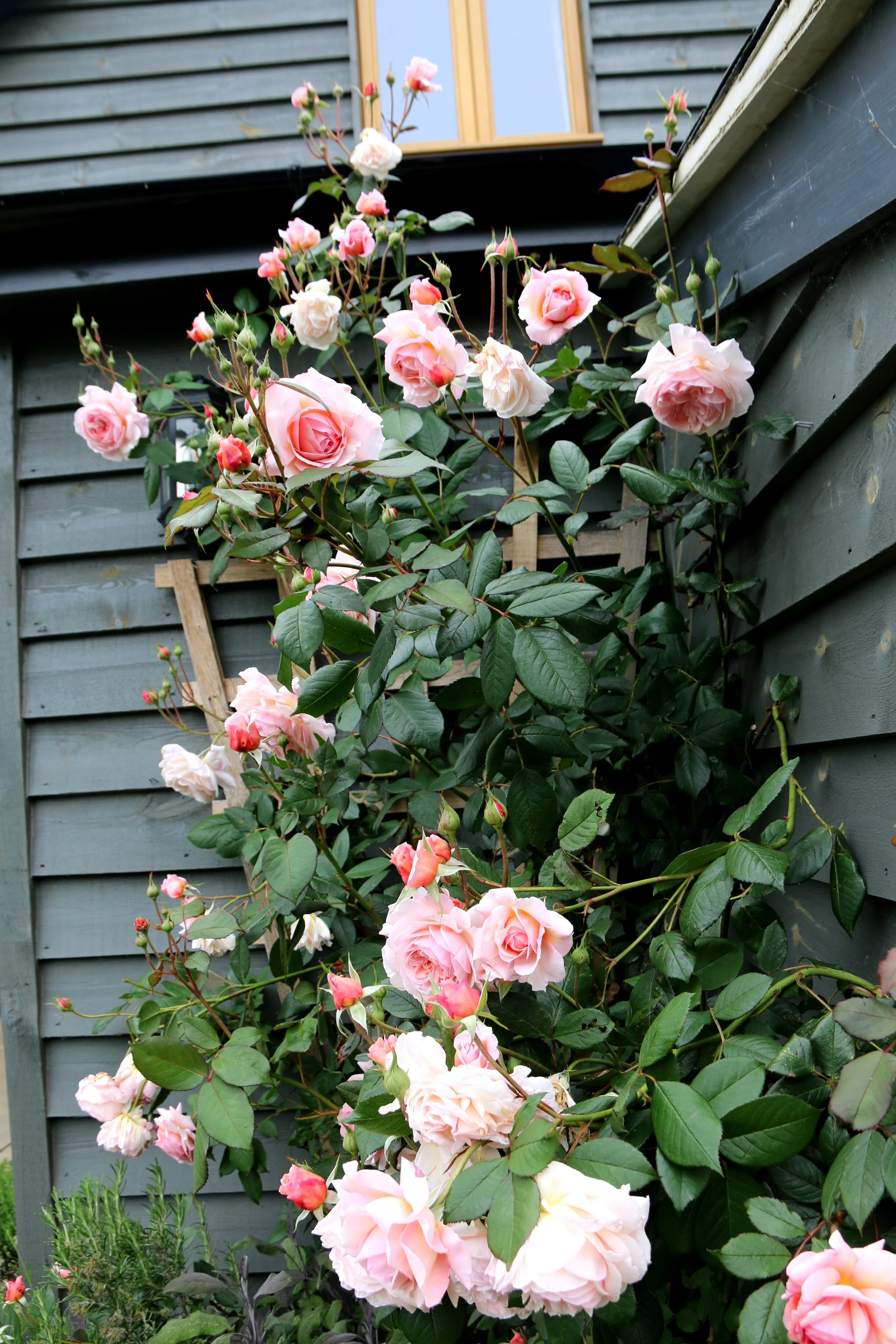 Roses OBB June 2019 (14).JPG