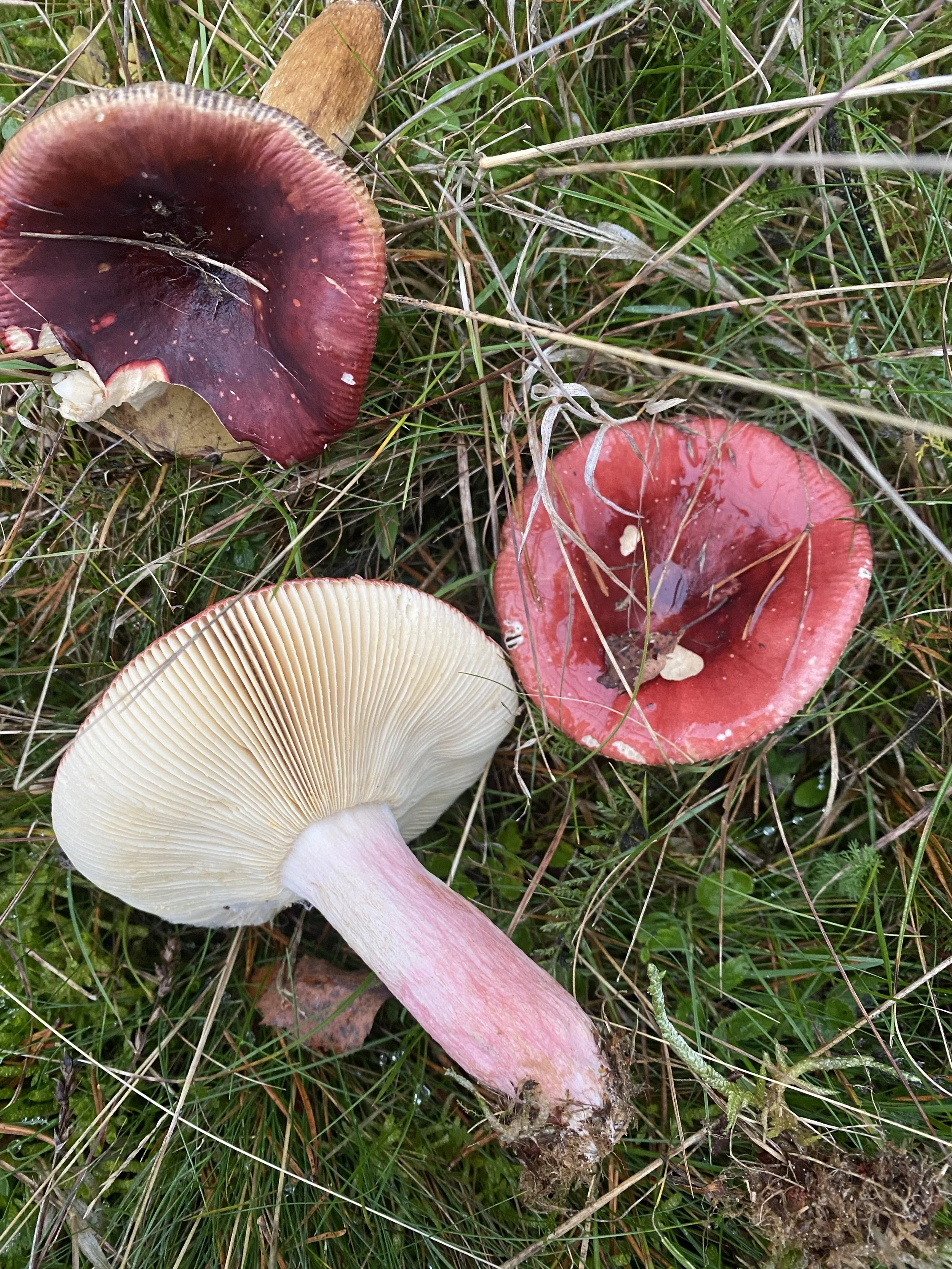 Russula sardonia Primrose brittlegill (3).JPG