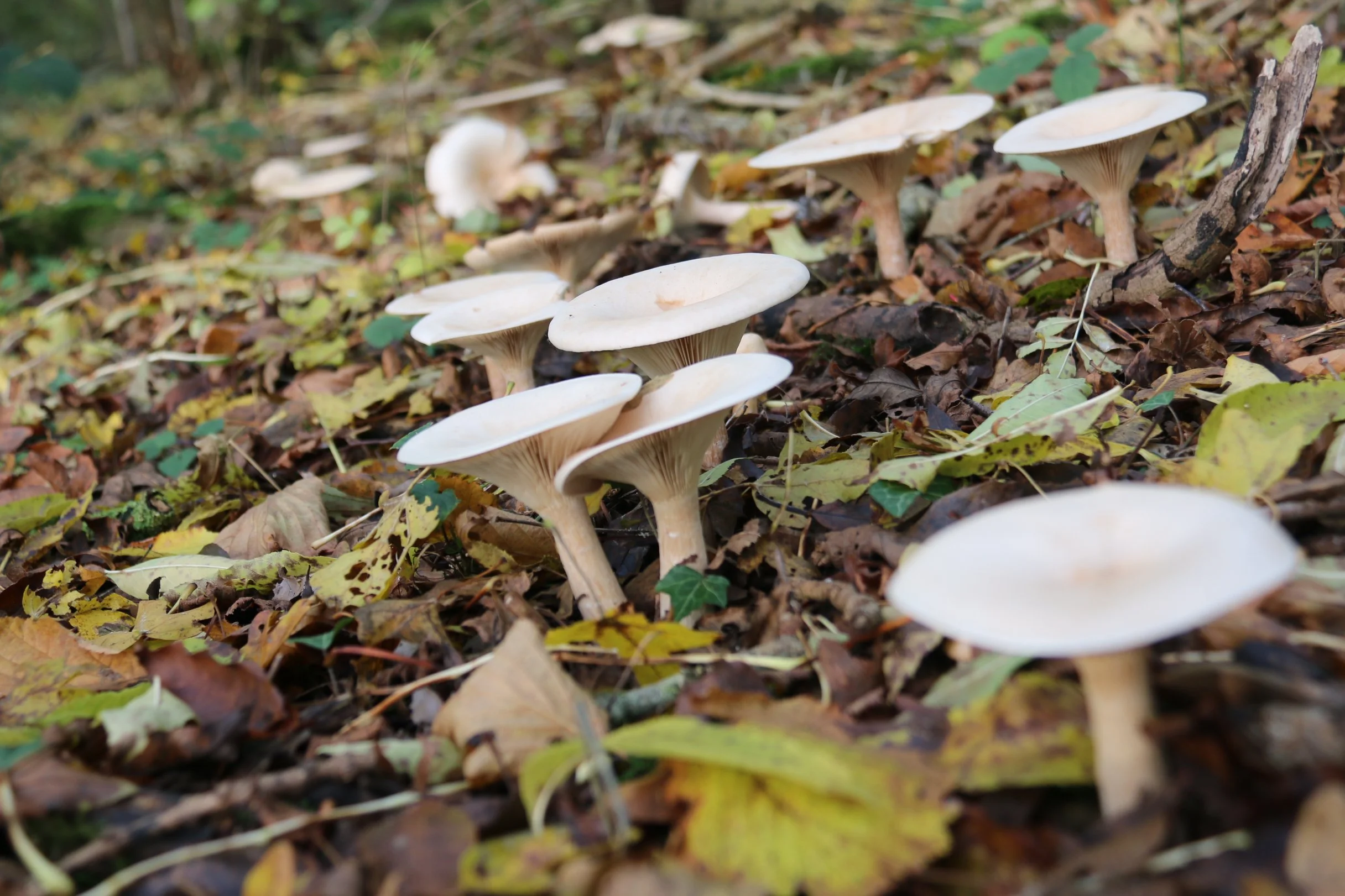 Clitocybe geotropa Trooping funnel HallWd.JPG