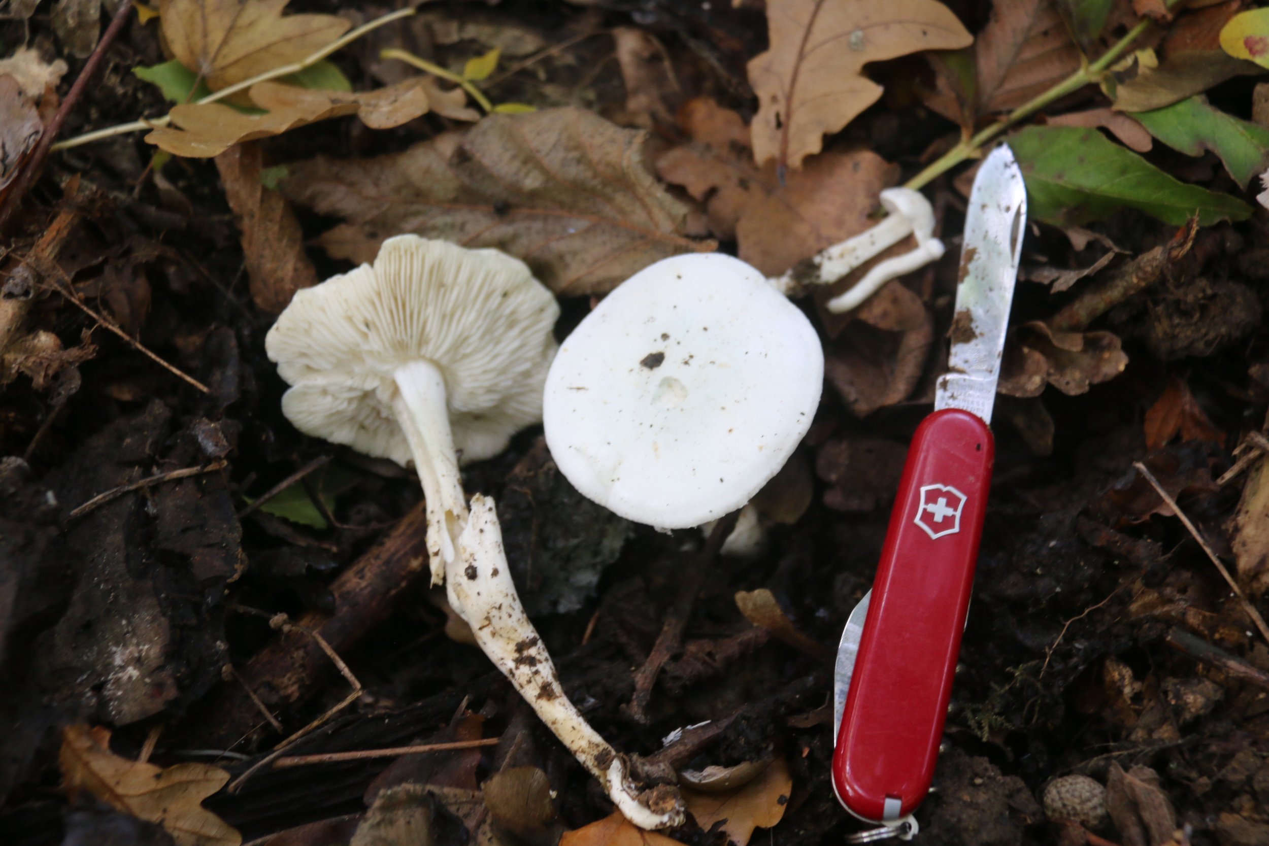 Tricholomella consricta syn Trich leucocephalum syn Calocybe constricta (1).JPG