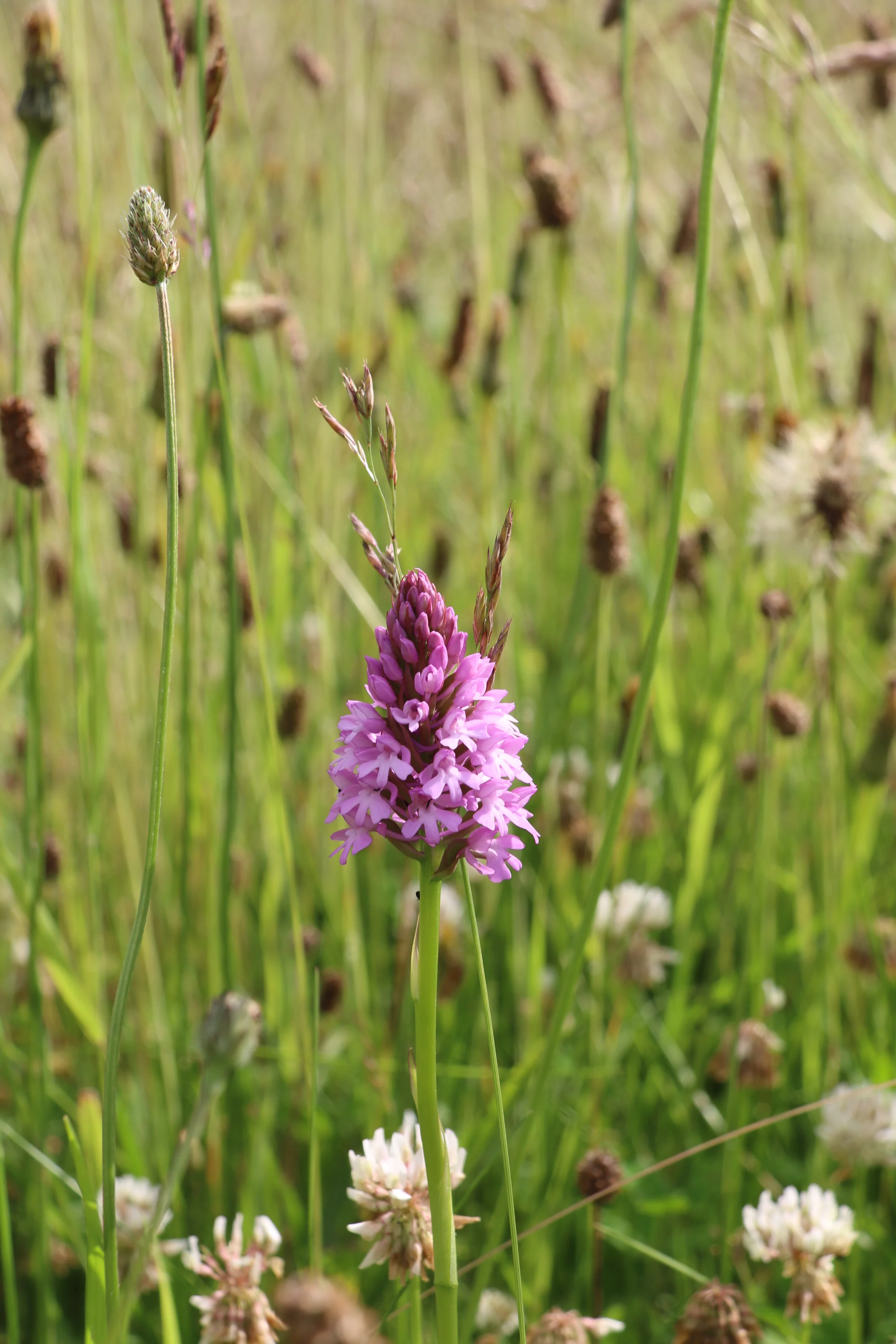 Ch House 2019 OK (61).JPG