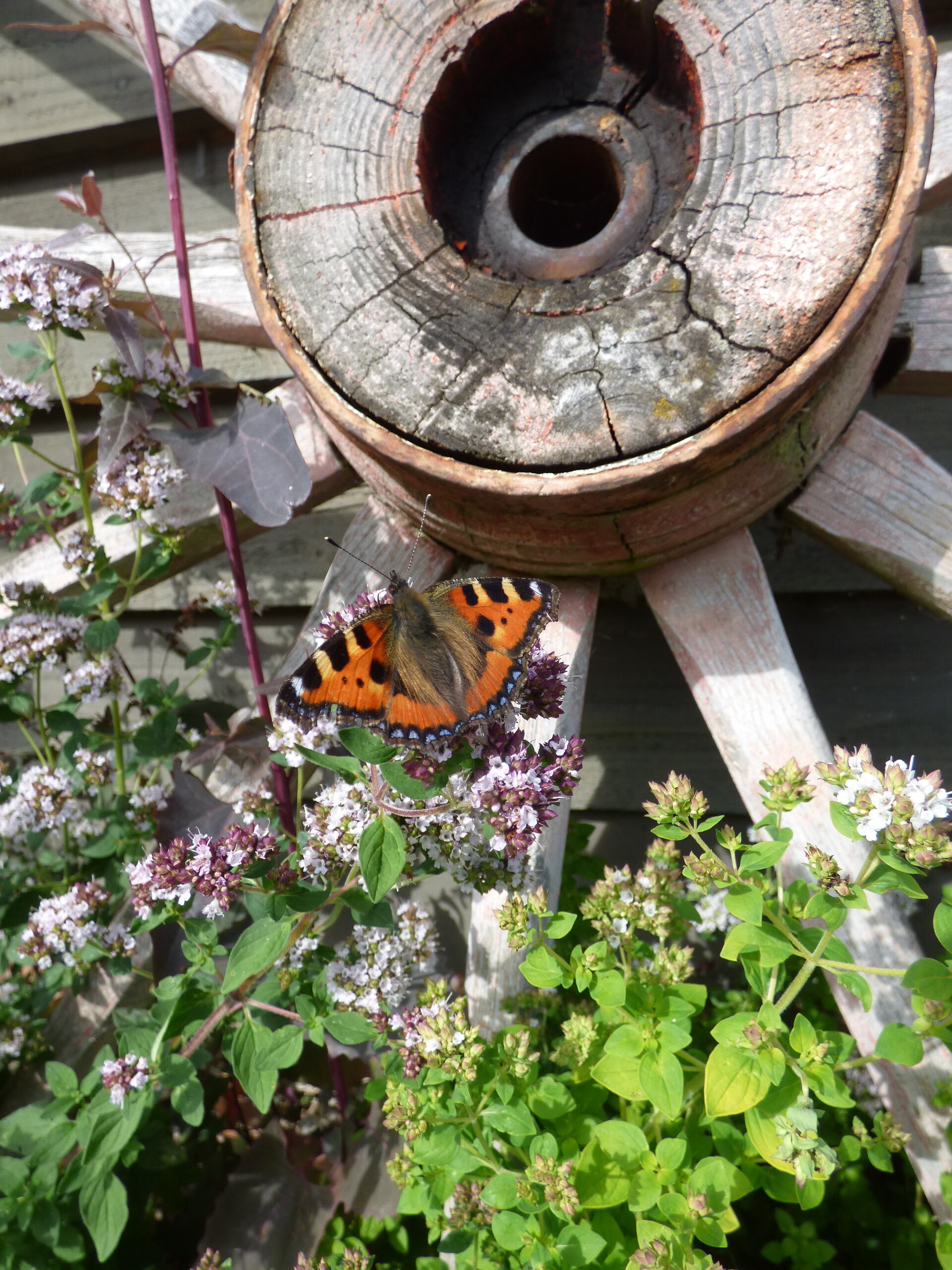 Enjoy the butterflies and bees