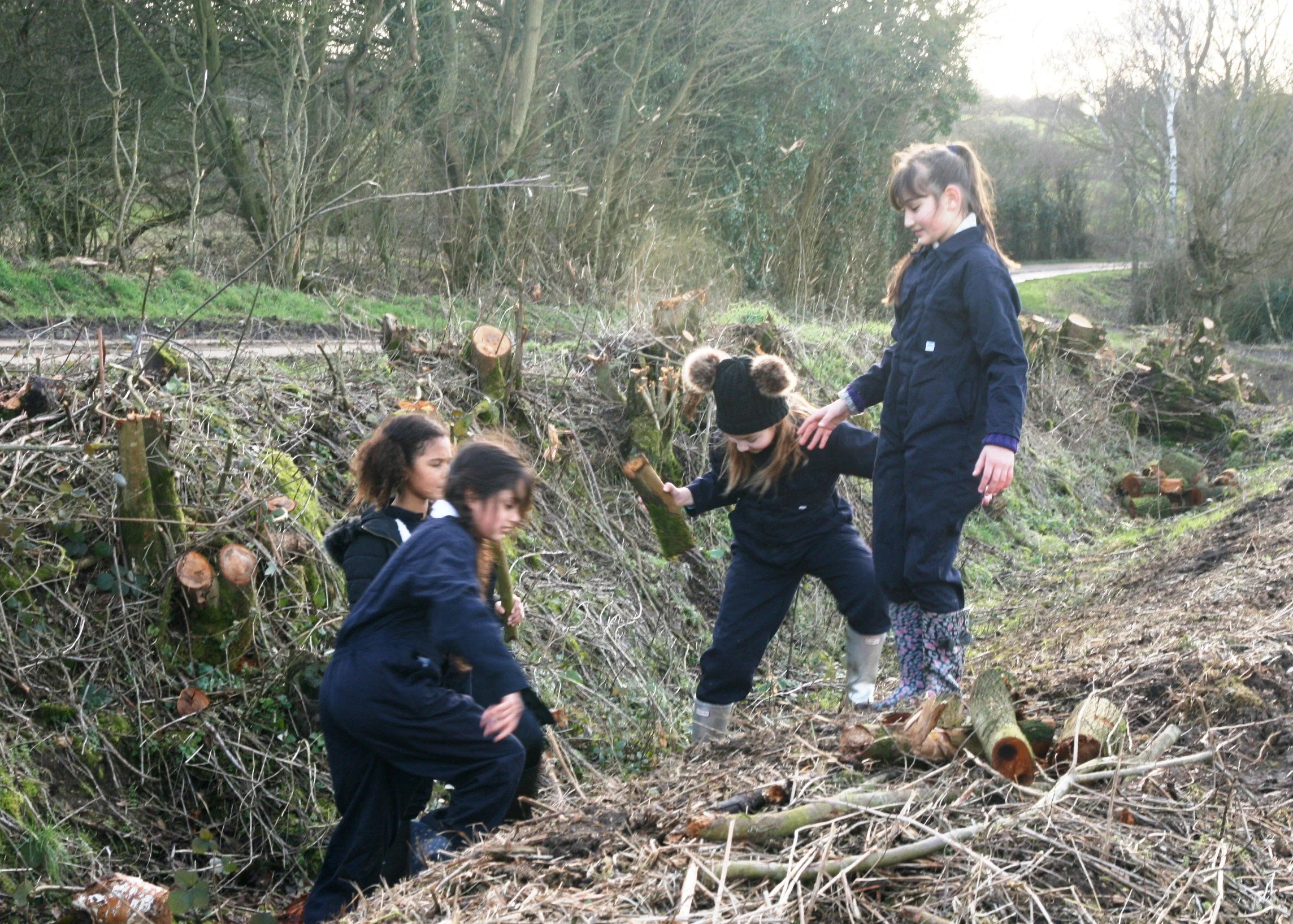 Collecting coppiced firewood