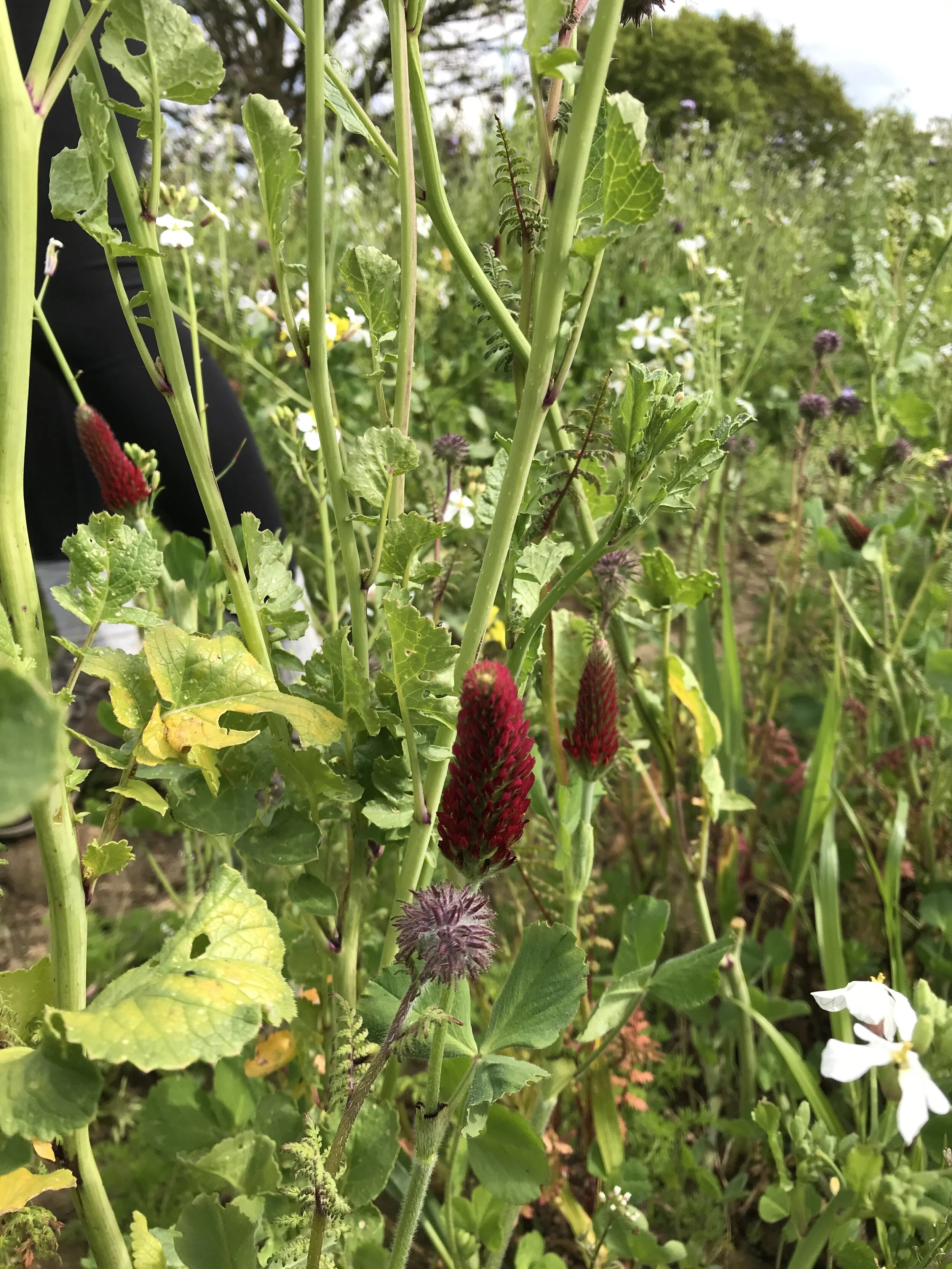 'Bumblebird mix' for bees & birds
