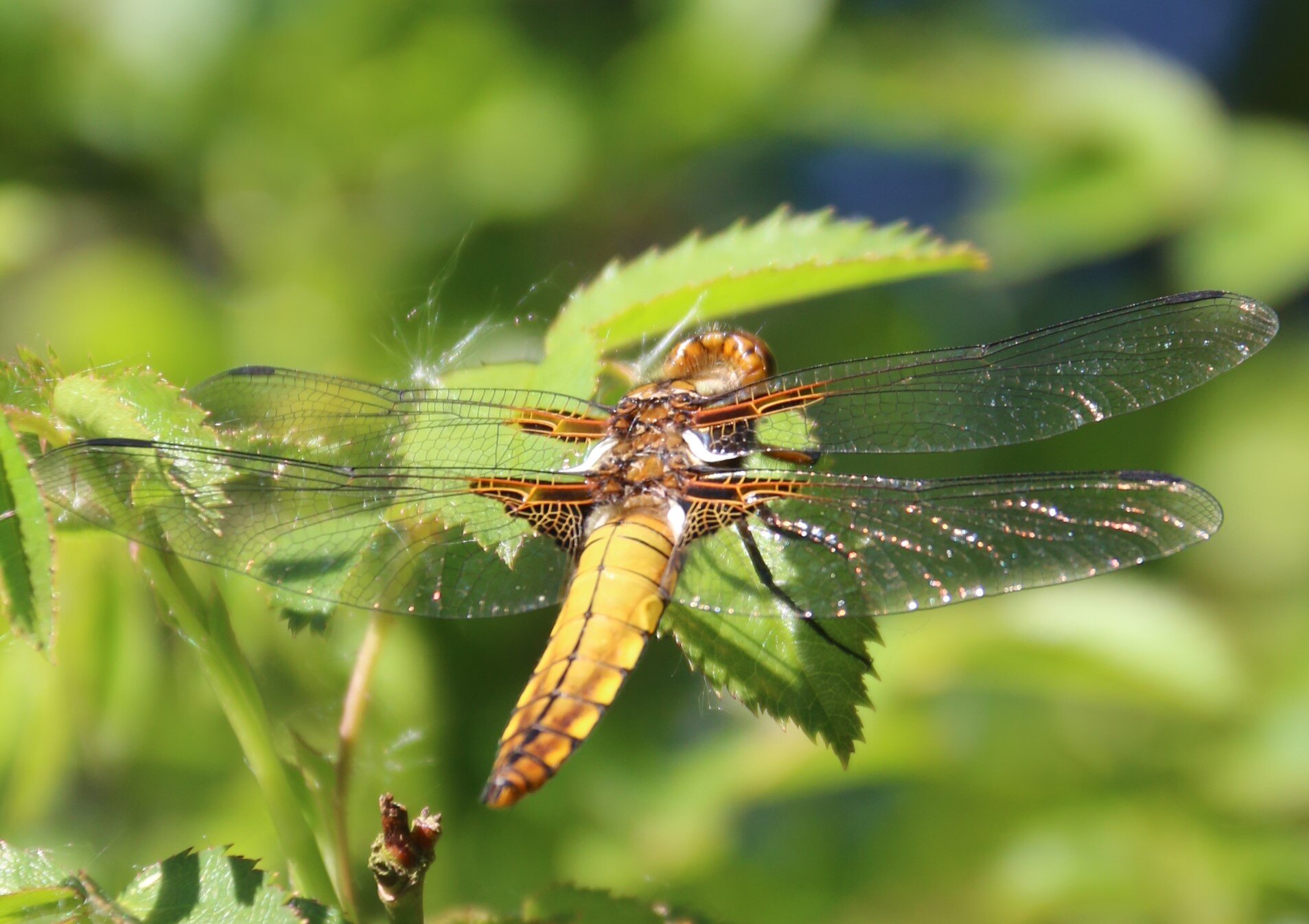 12 dragonfly species in farm ponds