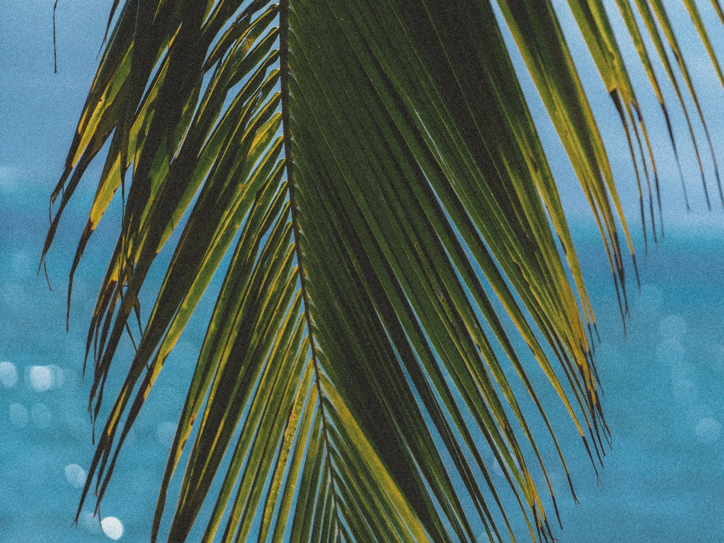 PRODUCT BRANDING FASHION SWIM PHOTOGRAPHY 4.jpg