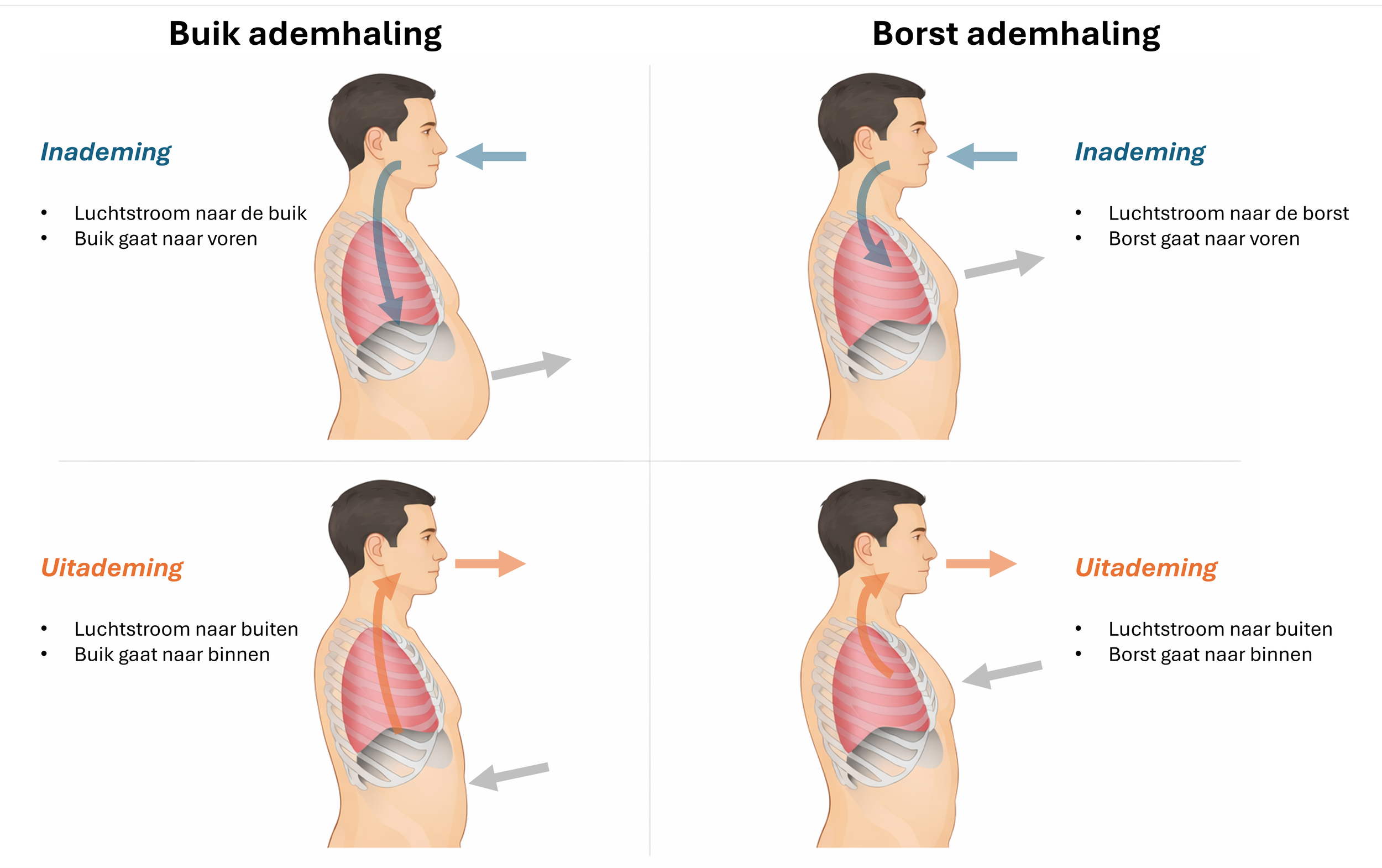 Vergelijkende illustratie van buikademhaling en borstademhaling in zijaanzicht, met vier fasen van in- en uitademing en zichtbare longen, ribbenkast en middenrif.