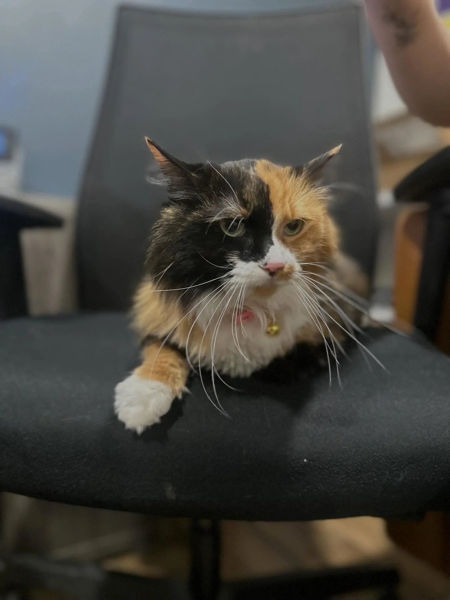 Dear Clients,

We have some exciting news to share! Starting February 1st, we are extending our Friday hours and will now be open until 4:00 PM.

Our updated hours are as follows:

Monday: 8:00 AM &ndash; 4:00 PM
Tuesday: 8:00 AM &ndash; 5:00 PM
Wedn