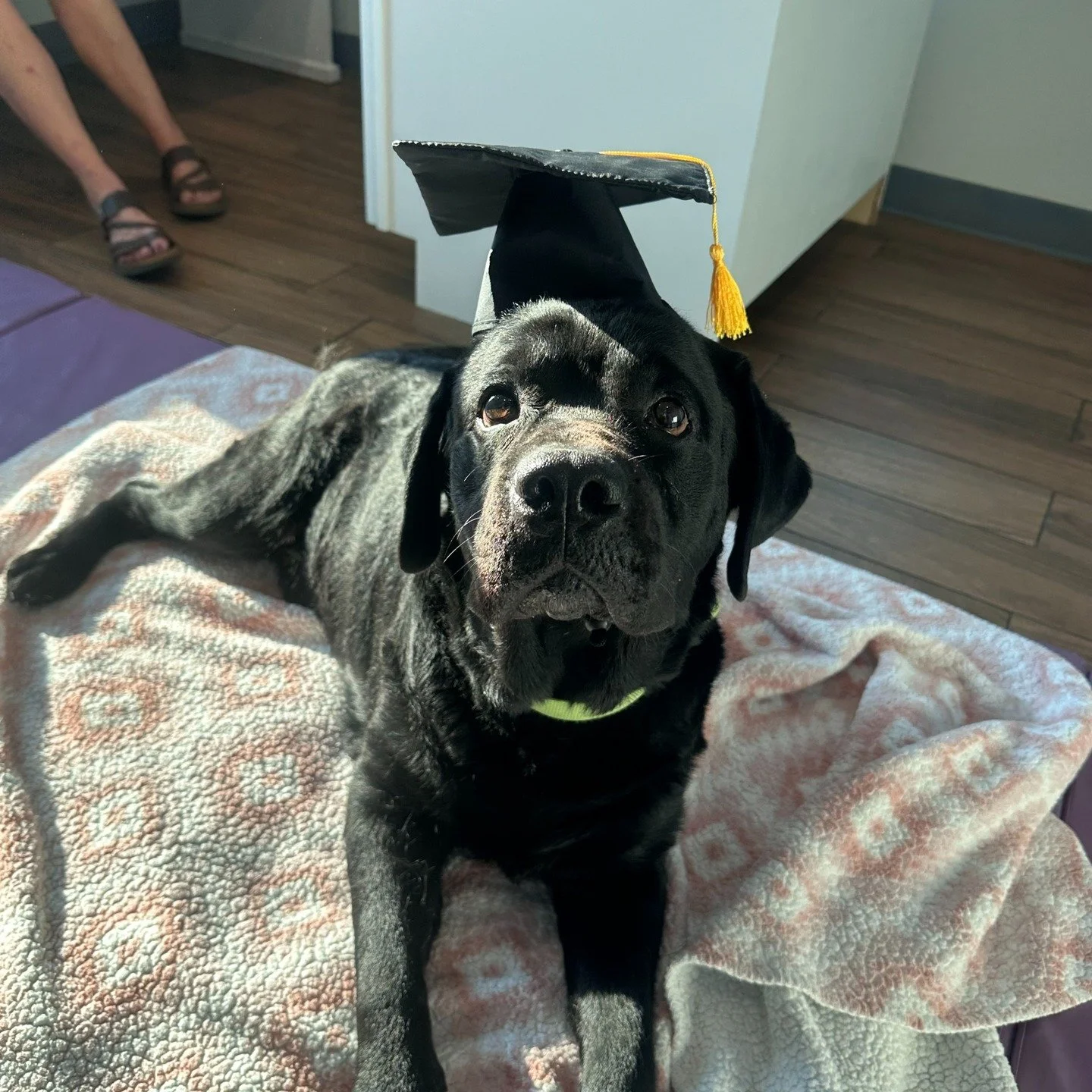 Hello friends! ☺
We're excited to share some wonderful news about Gabriel! On April 30th, Gabriel began his Acupuncture Rehab journey, arriving on a stretcher and unable to walk.
Through consistent rehabilitation, we've seen significant improvement. 