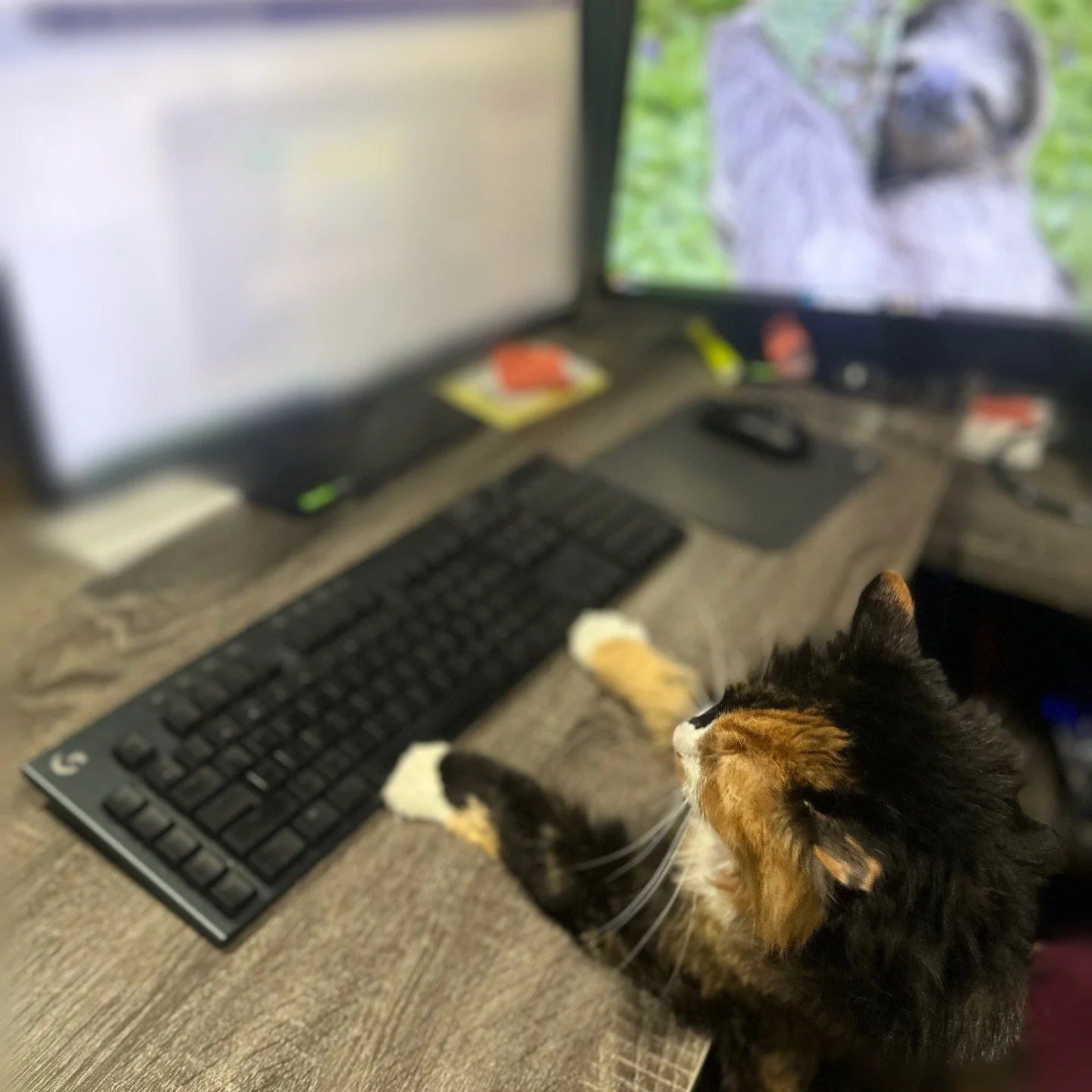 Announcement 📣📣📣📣

Meatloaf Head of HR - This coming Sunday will be our last day of operation on Sundays. Starting September 1st, we will no longer be open on Sundays. Our Monday through Friday hours will remain unchanged. 🙂

Charlie Ray Assista