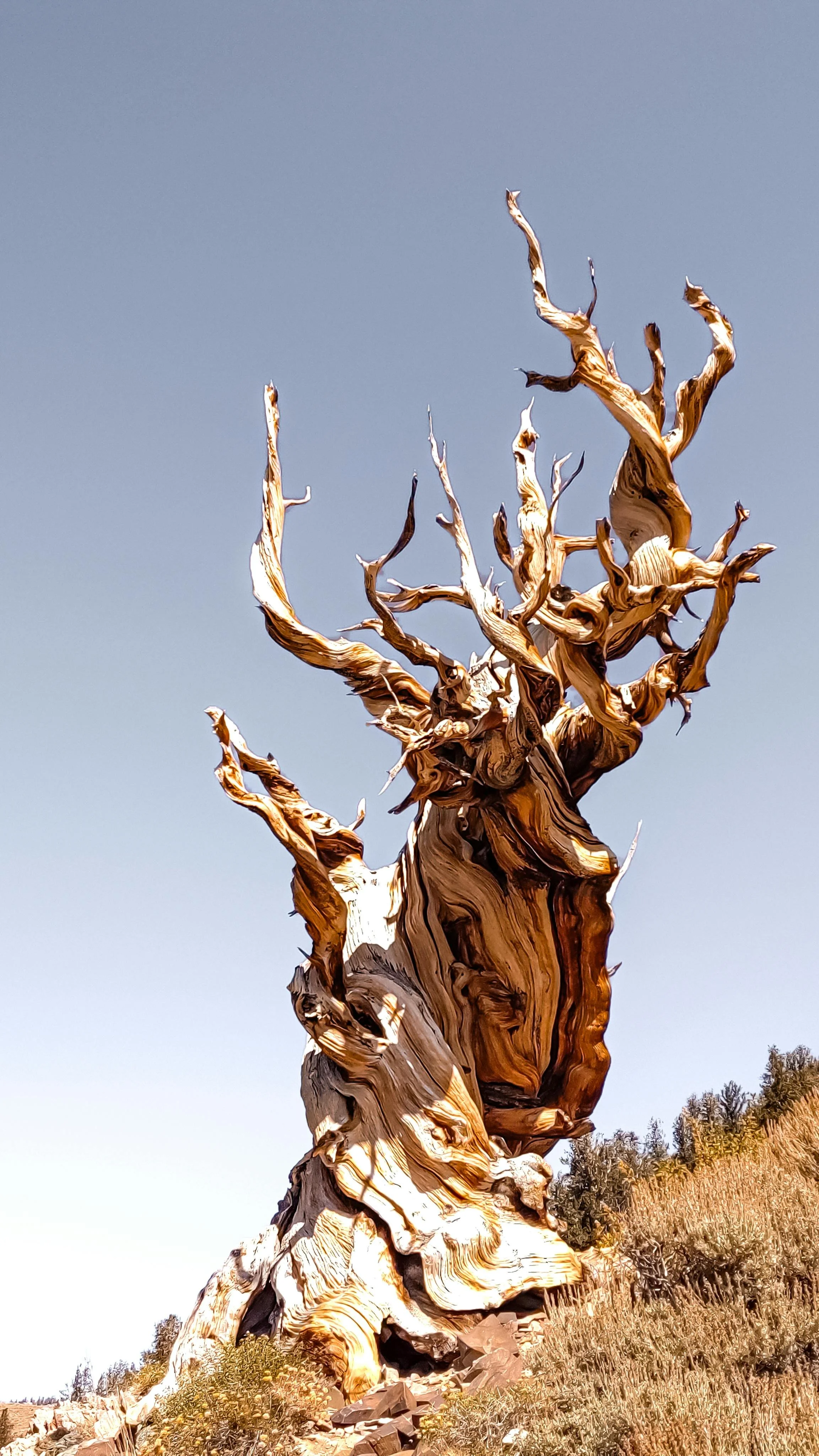 Image of a great Bristlecone Pine tree