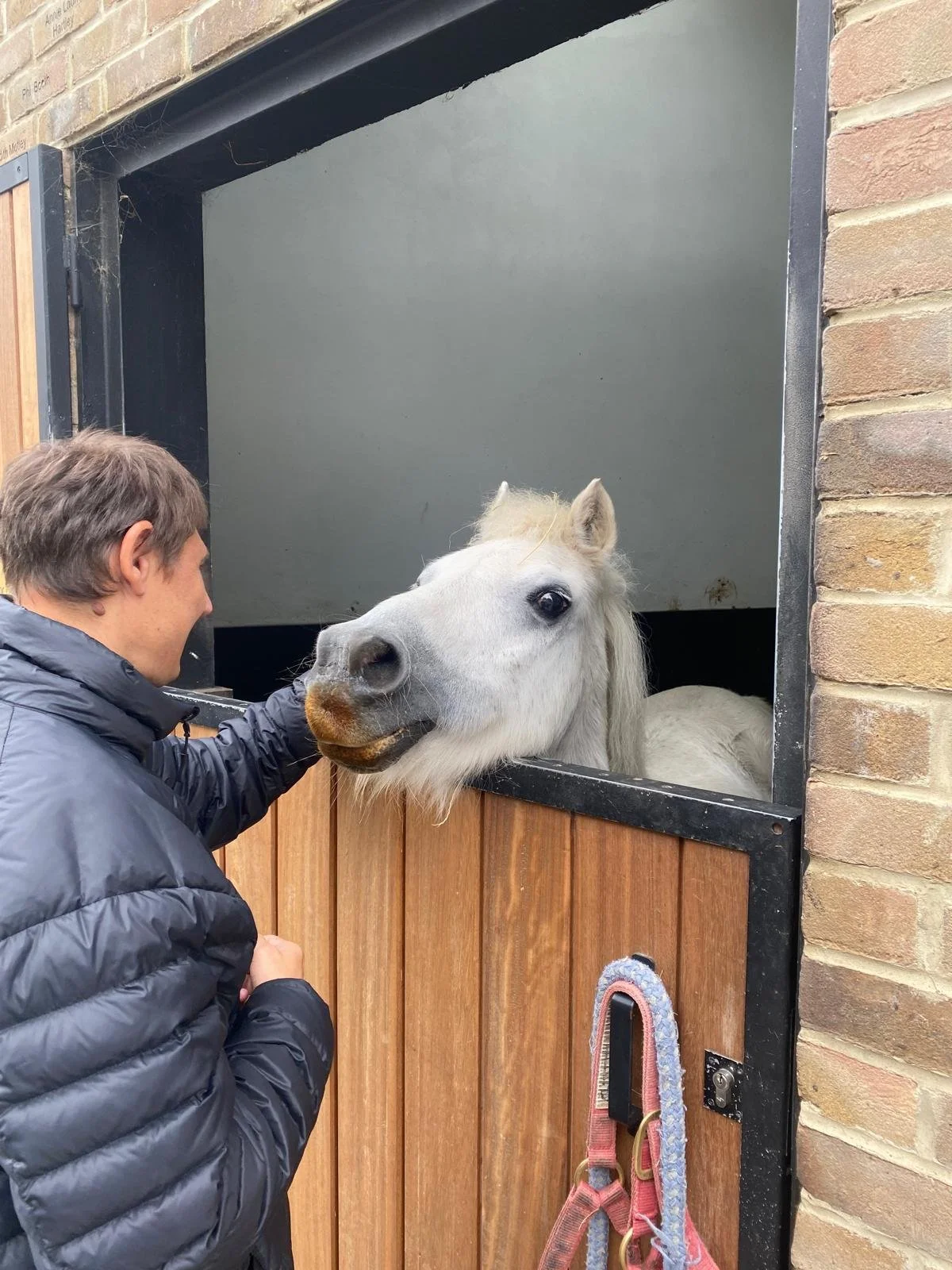 ‘The horse’s mouth’ blog: from the #TinyPonyAtYourWindow