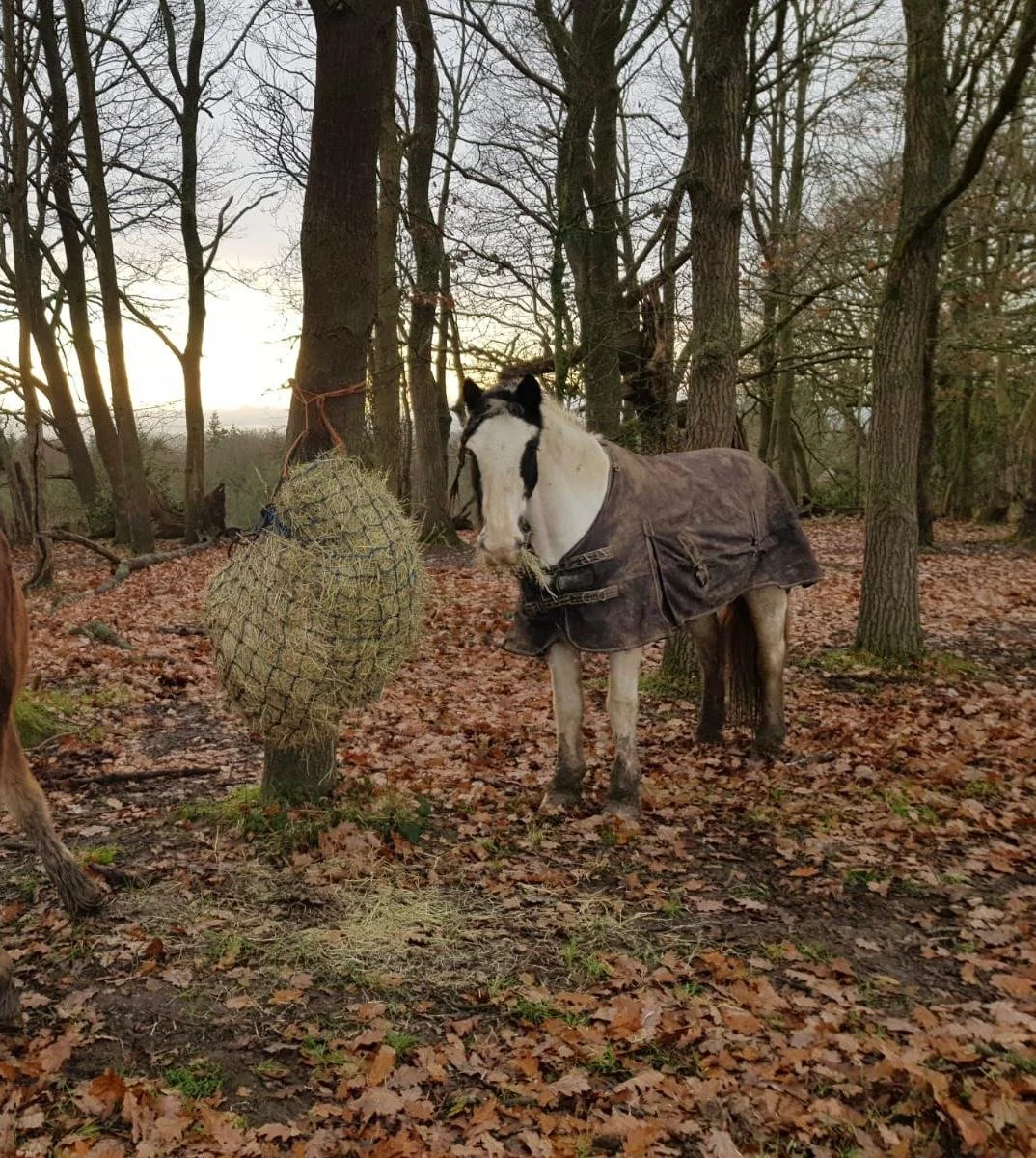 Wishing all our participants, visitors and supporters a peaceful festive holiday