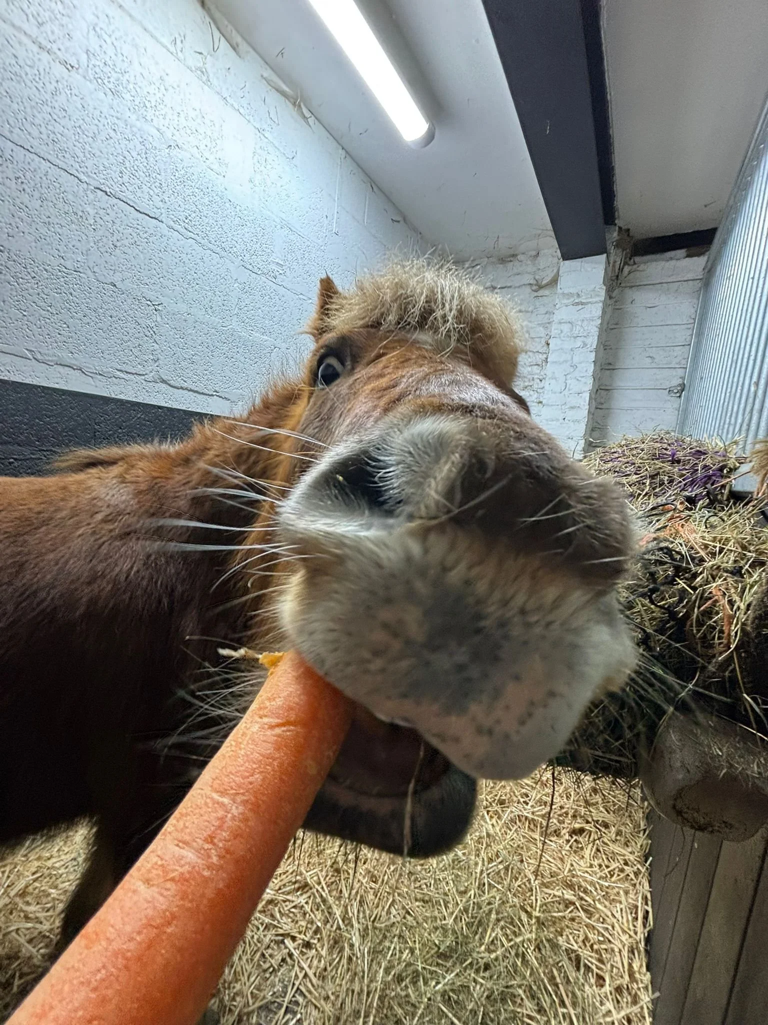 The horse’s mouth blog: ‘I’m officially on trial, but I love my new life!’