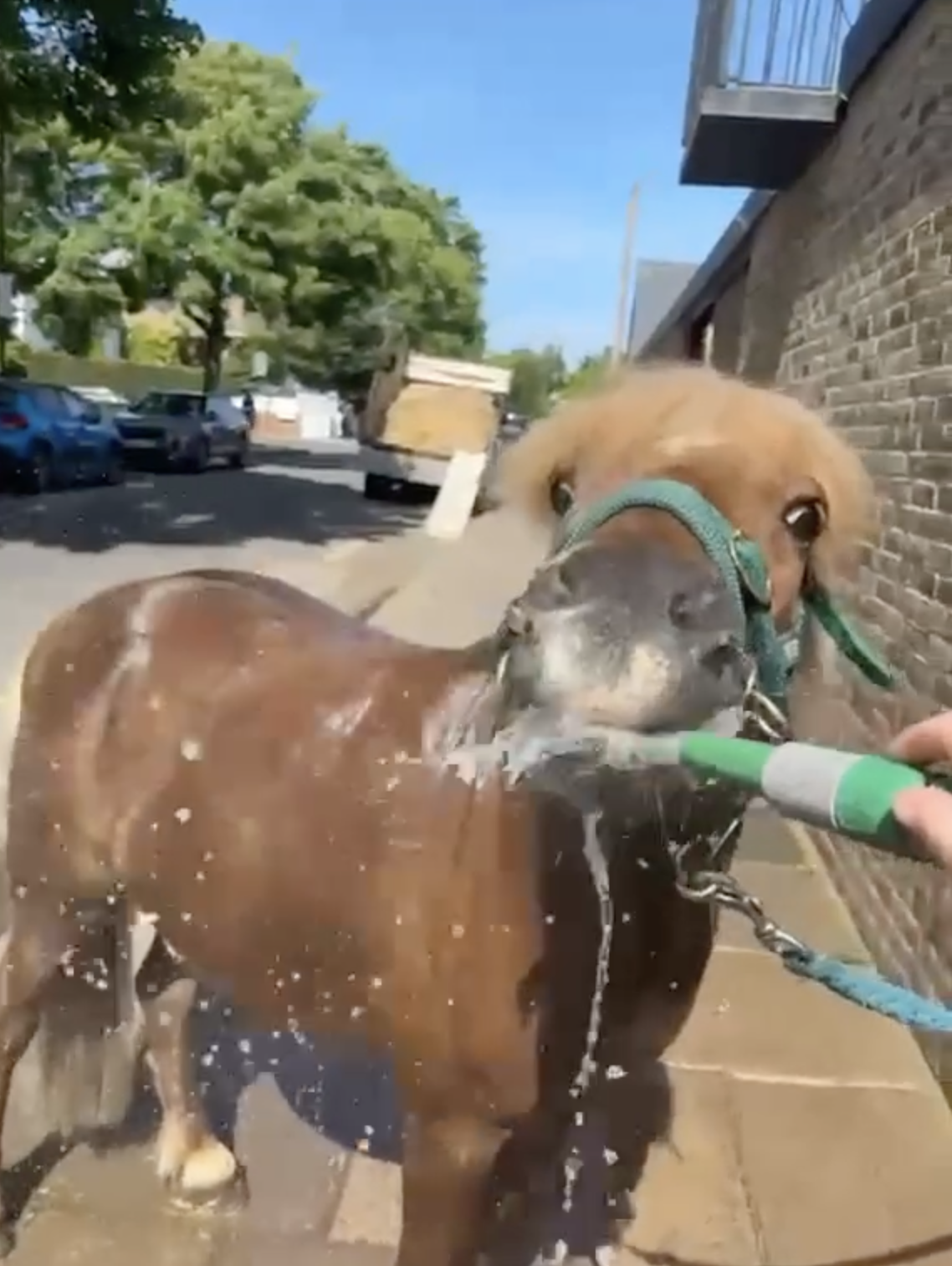Having fun and working hard at keeping our ponies cool this week