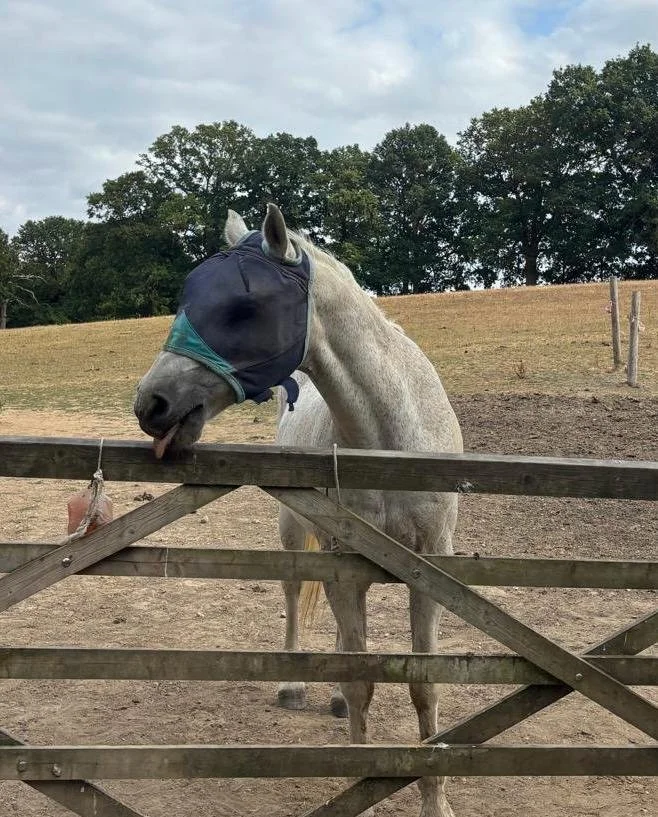 The horse’s mouth blog: why am I wearing a mask?