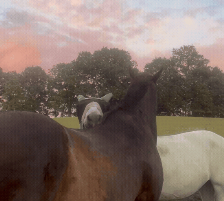 The horse’s mouth blog: I’ve found my happy place