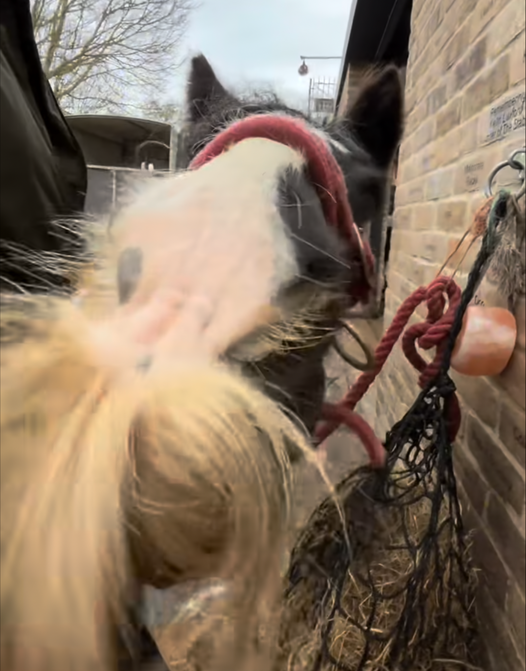 The horse’s mouth blog: why do horses have moustaches?
