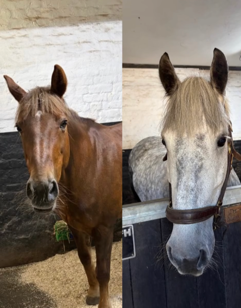 With three new horses joining the herd, how will they fit in?