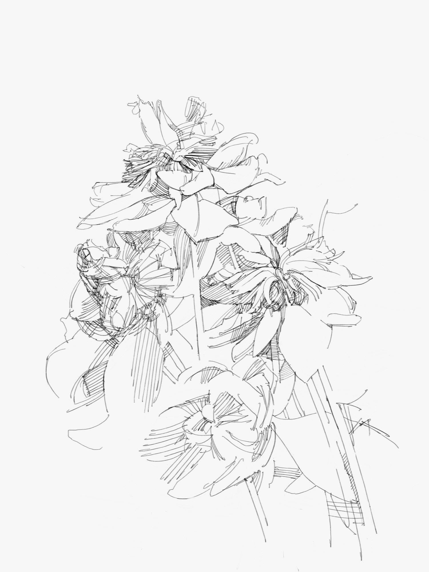 peony - 1.jpeg