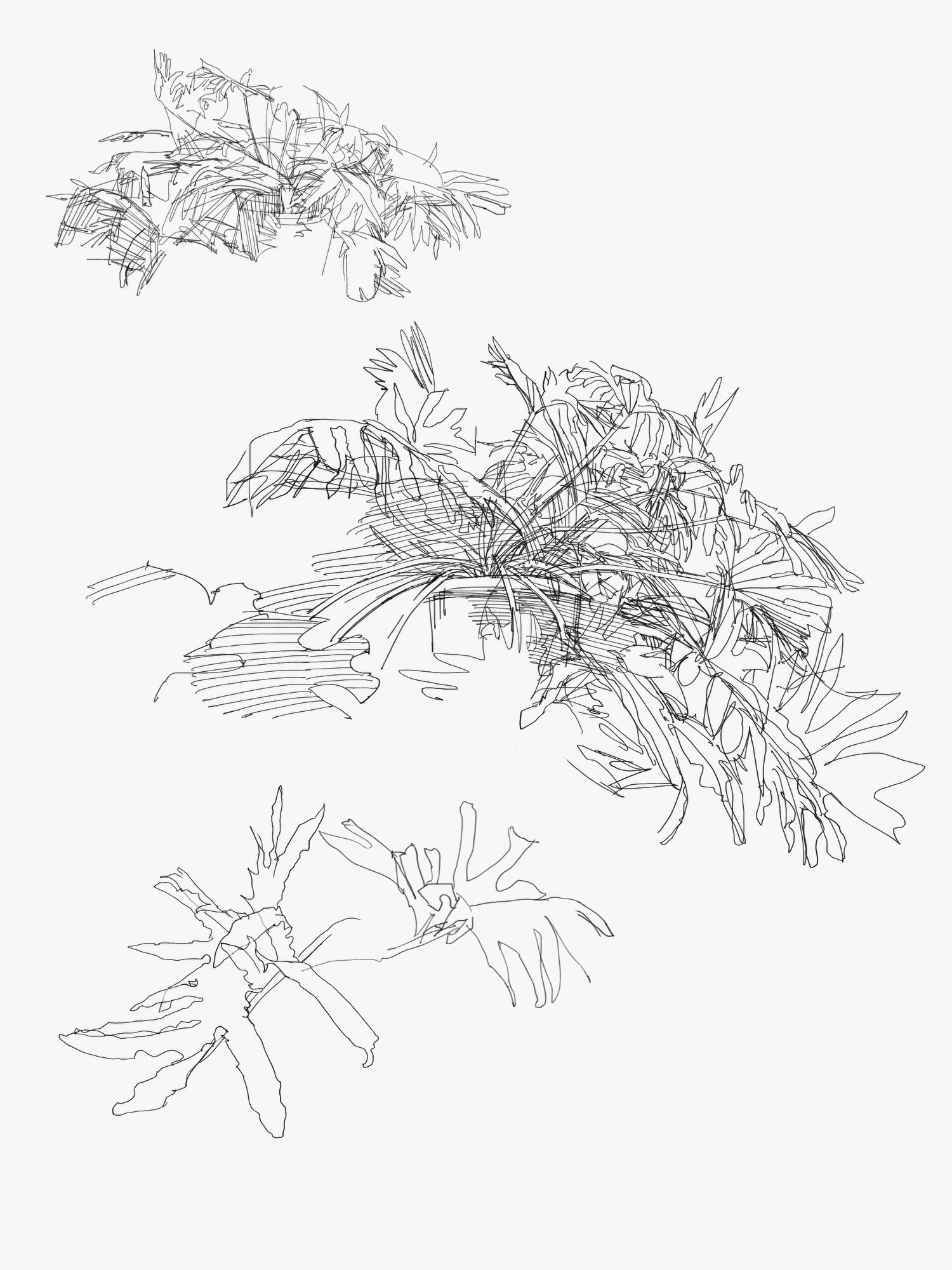garden - 1.jpeg