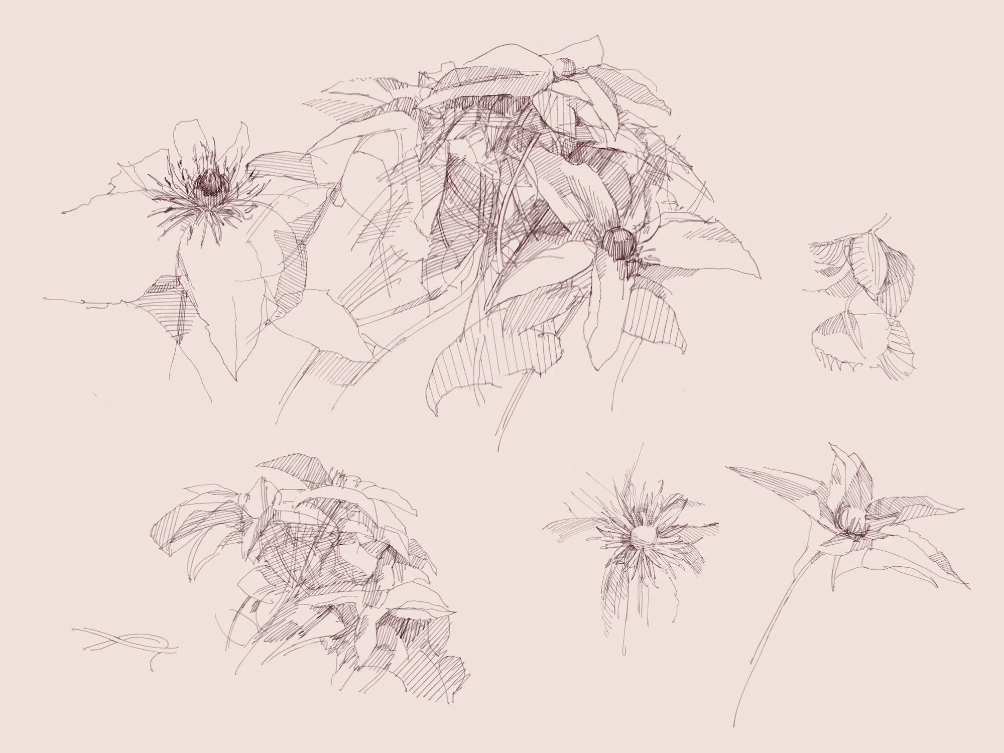 Garden - 7.jpeg