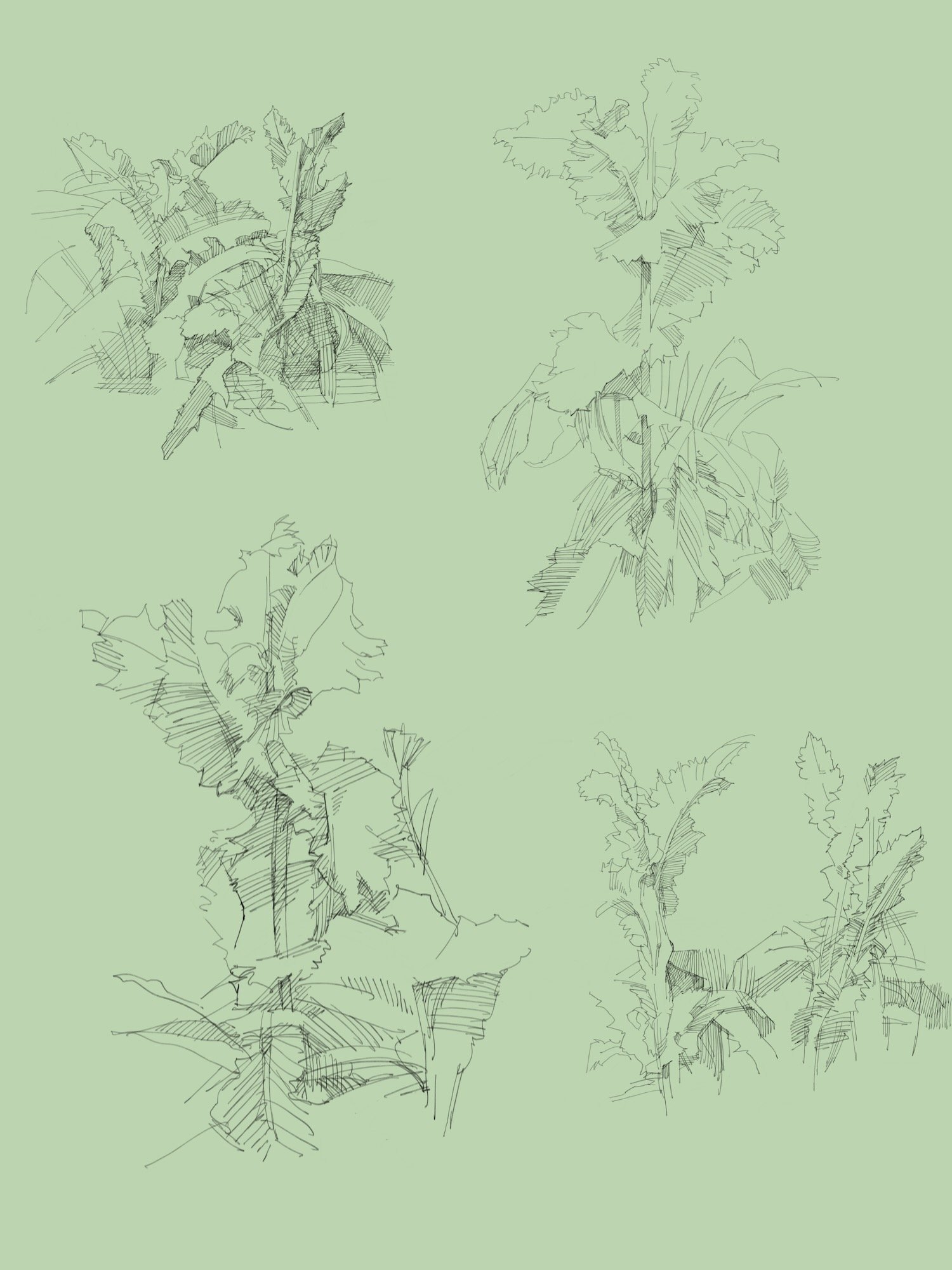 Garden - 5.jpeg