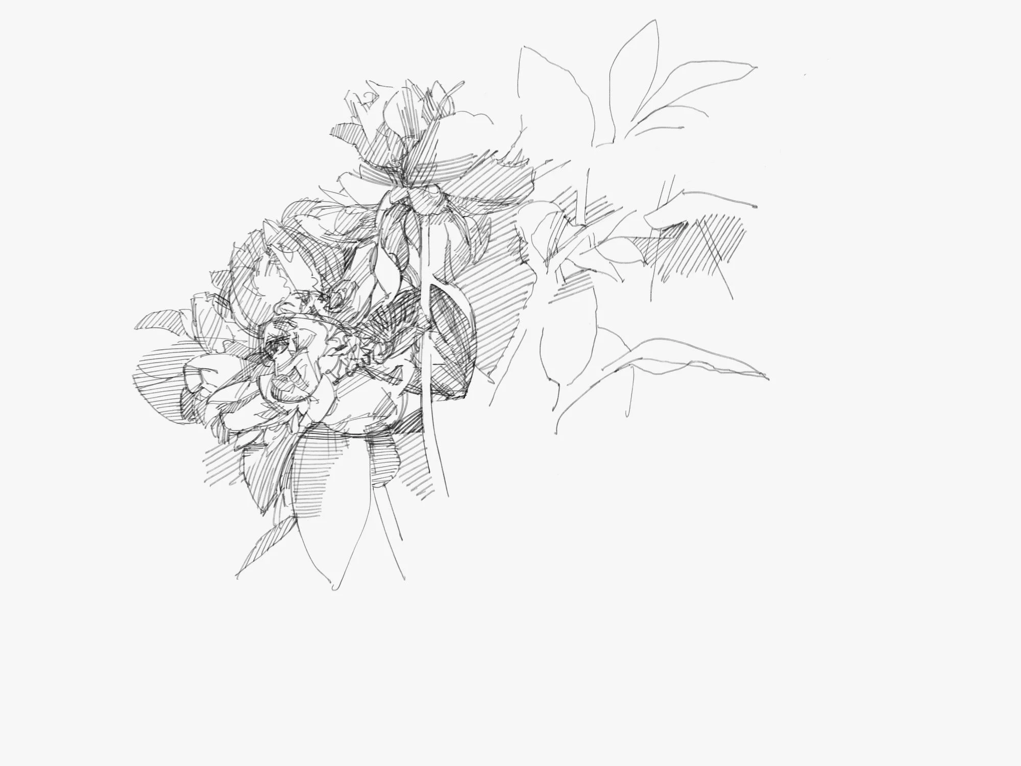 peony - 1.jpeg