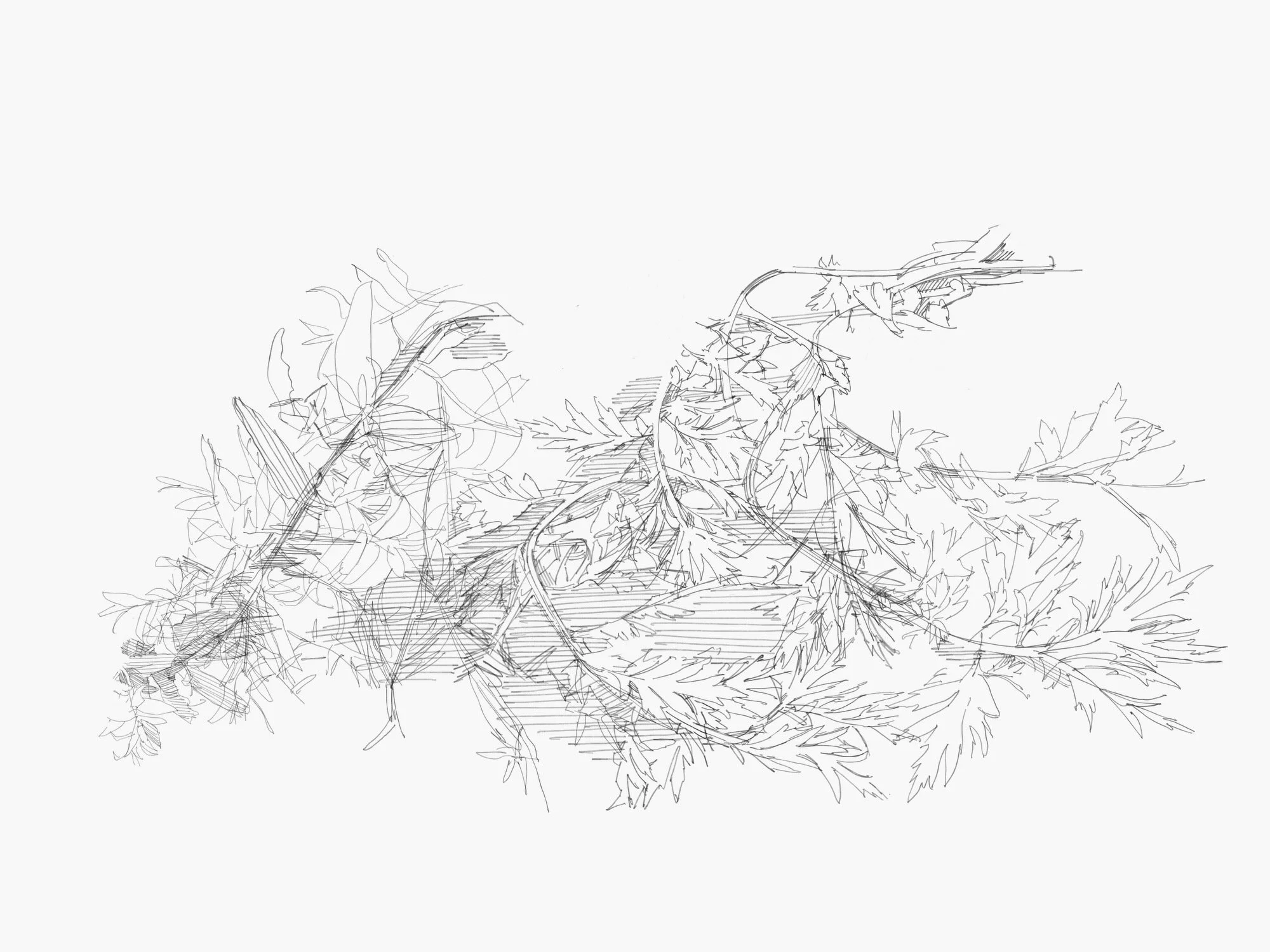 plants - 2.jpeg