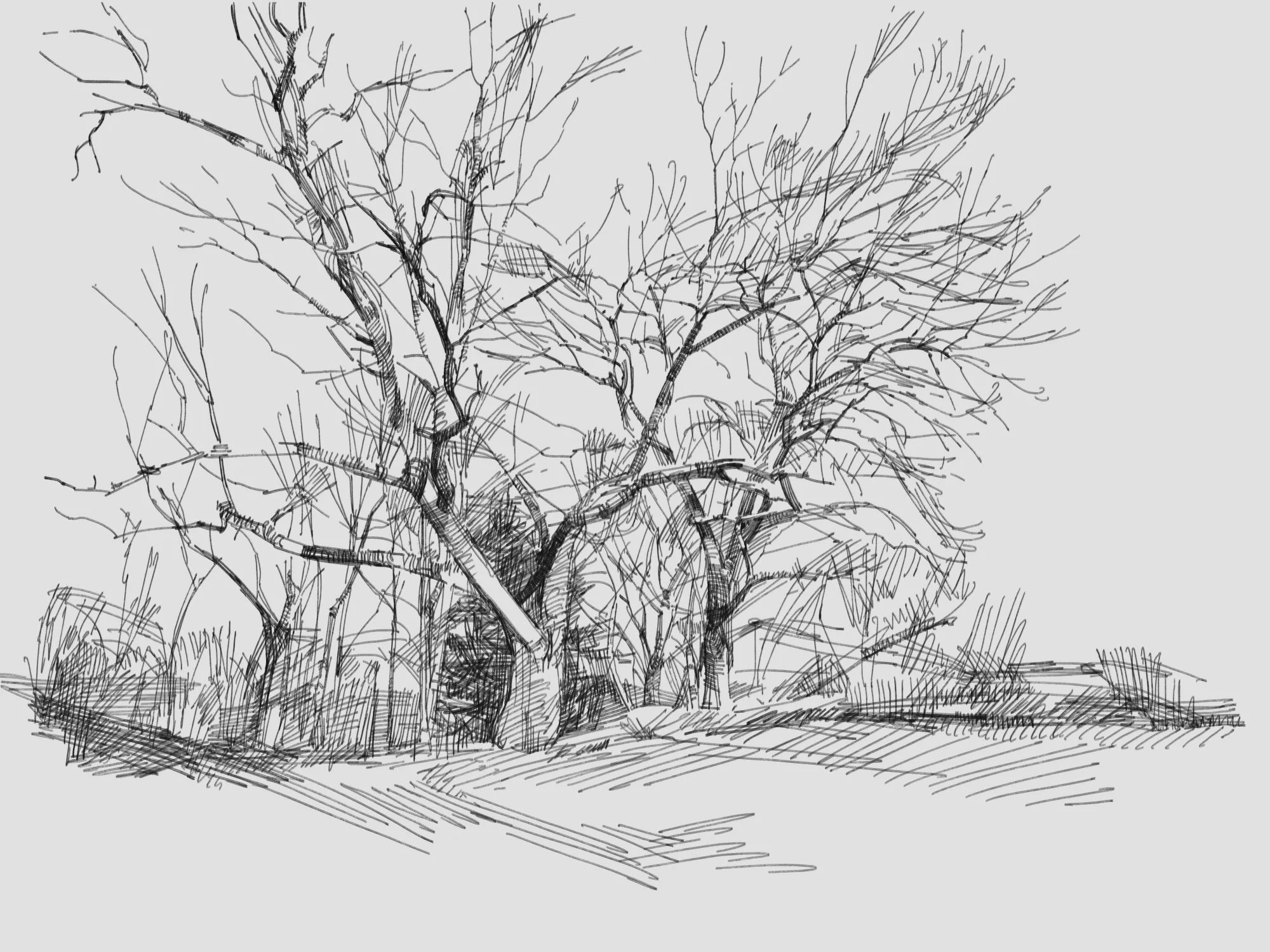 Winter Trees
