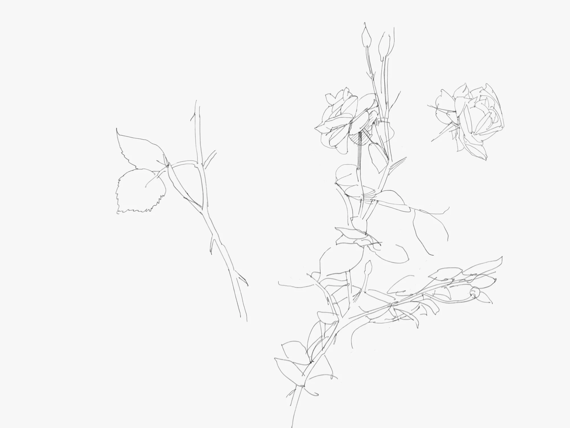 roses - 1.jpeg