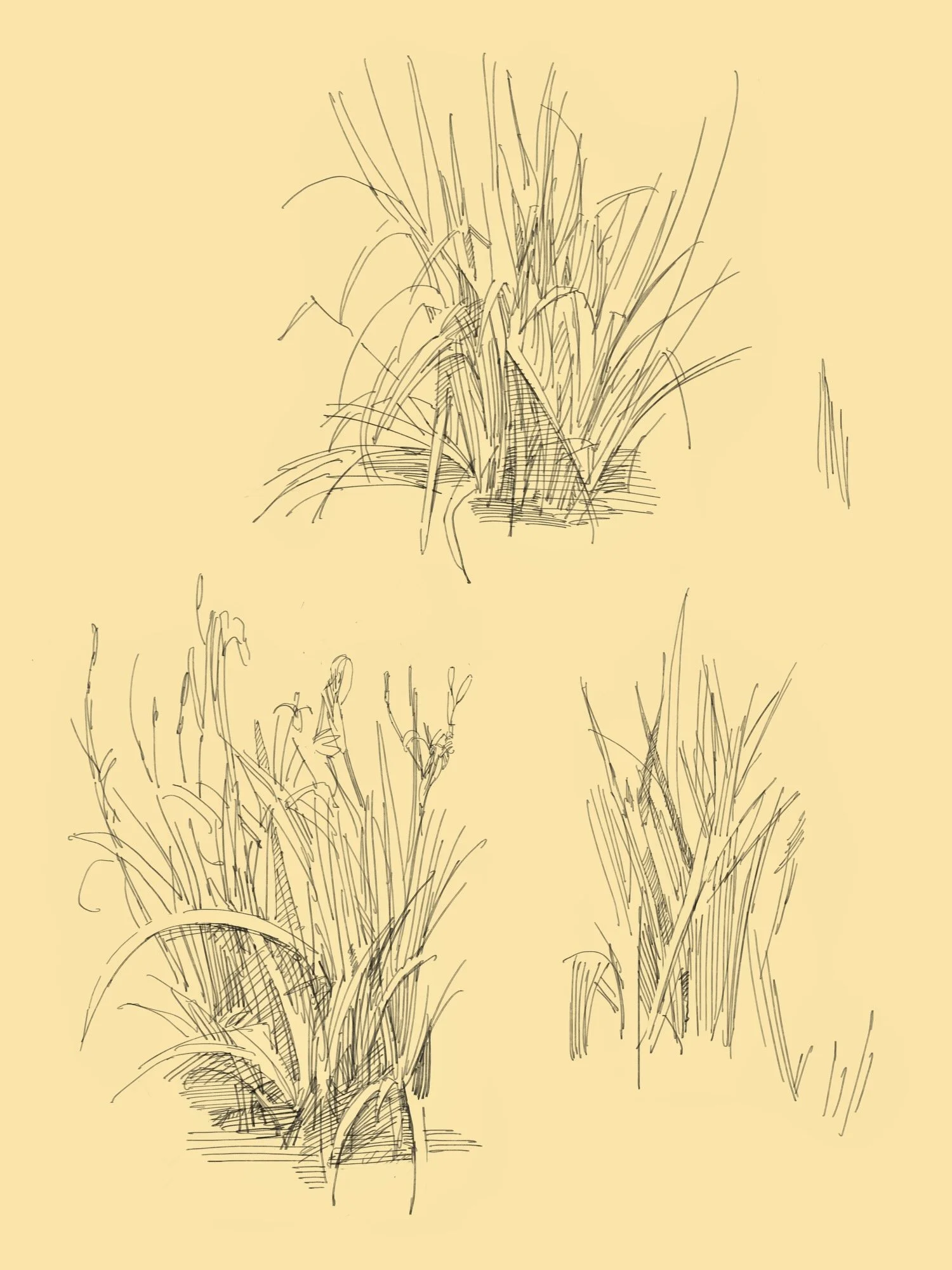 yellow - 2.jpeg