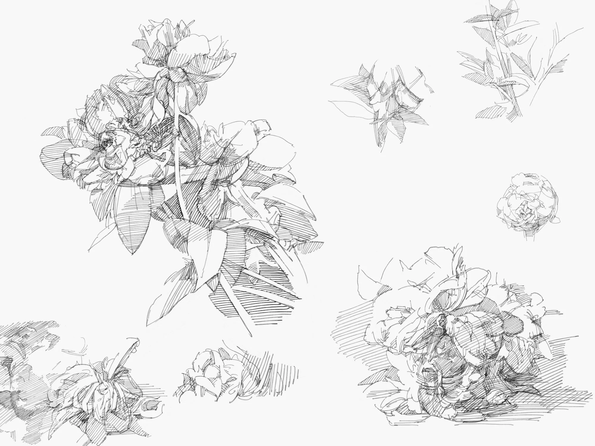 garden - 1.jpeg