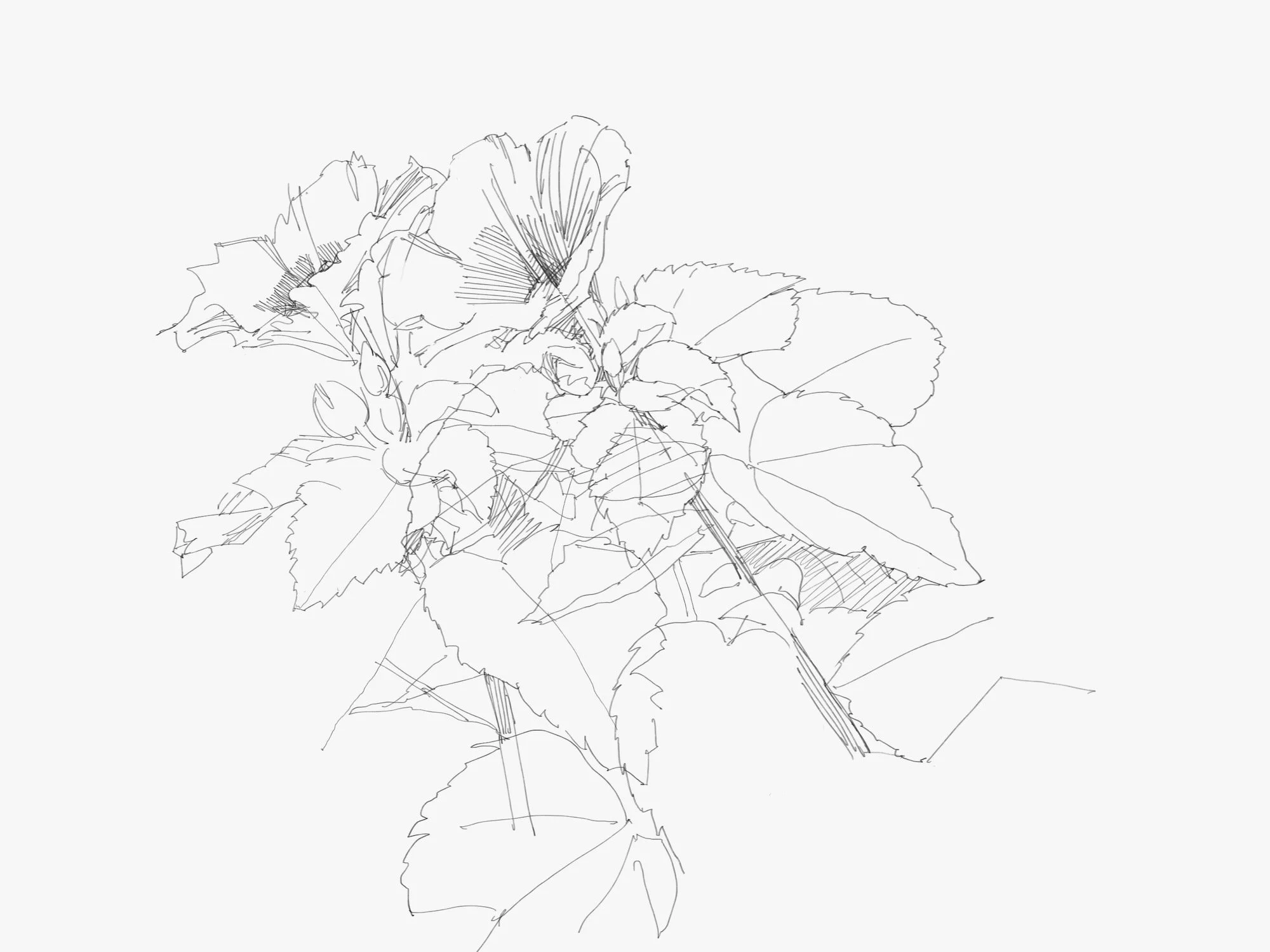 hibiscus - 1.jpeg