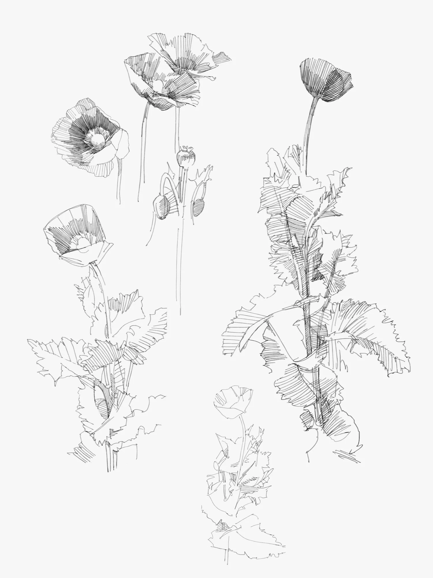 poppy - 1.jpeg