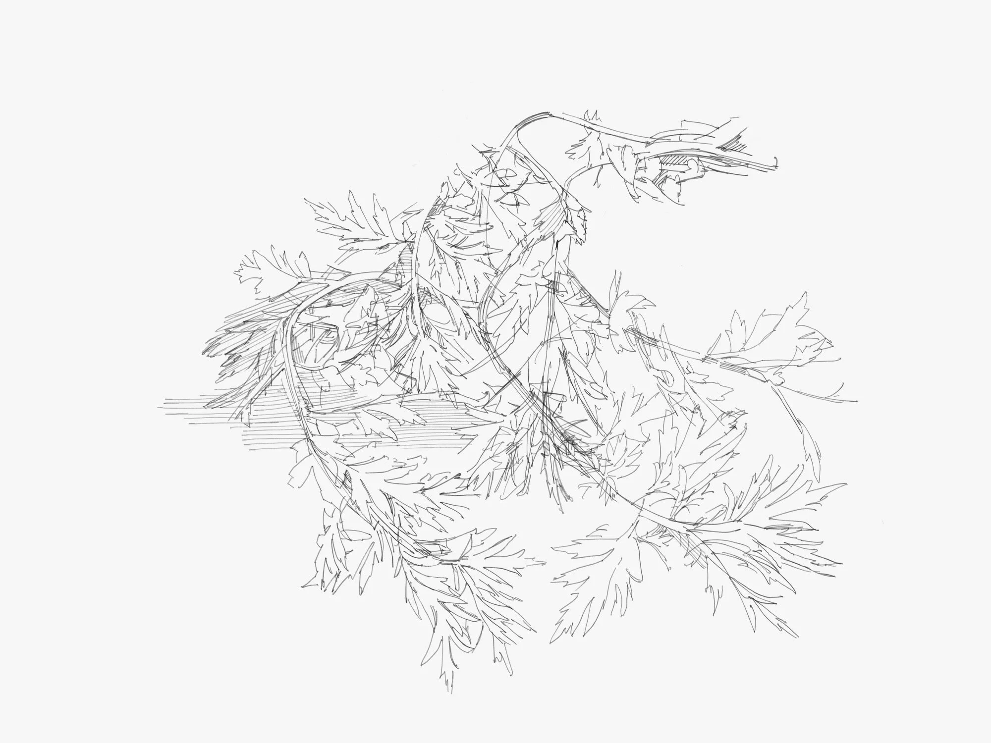 garden - 1.jpeg