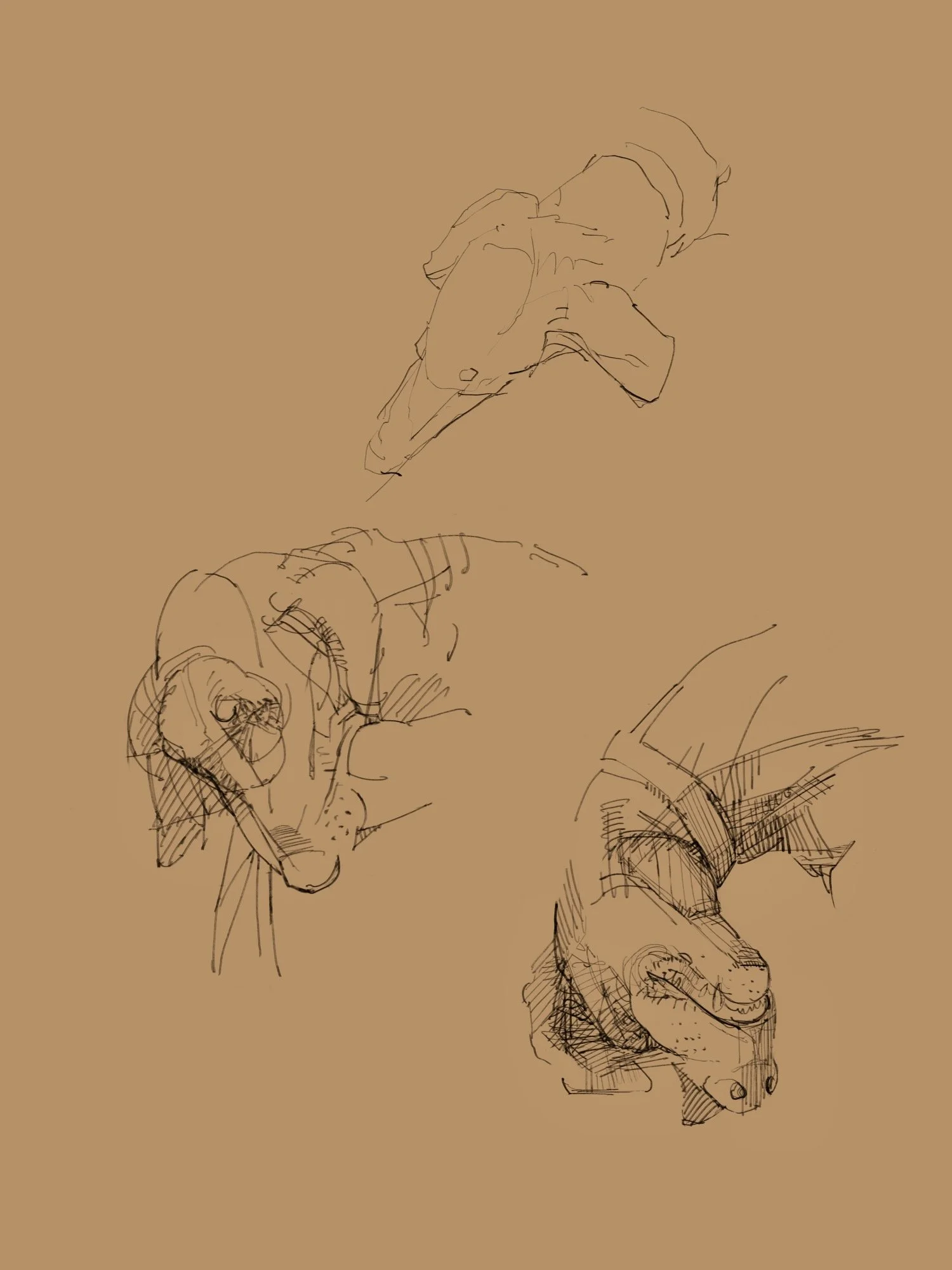 doberman - 2.jpeg