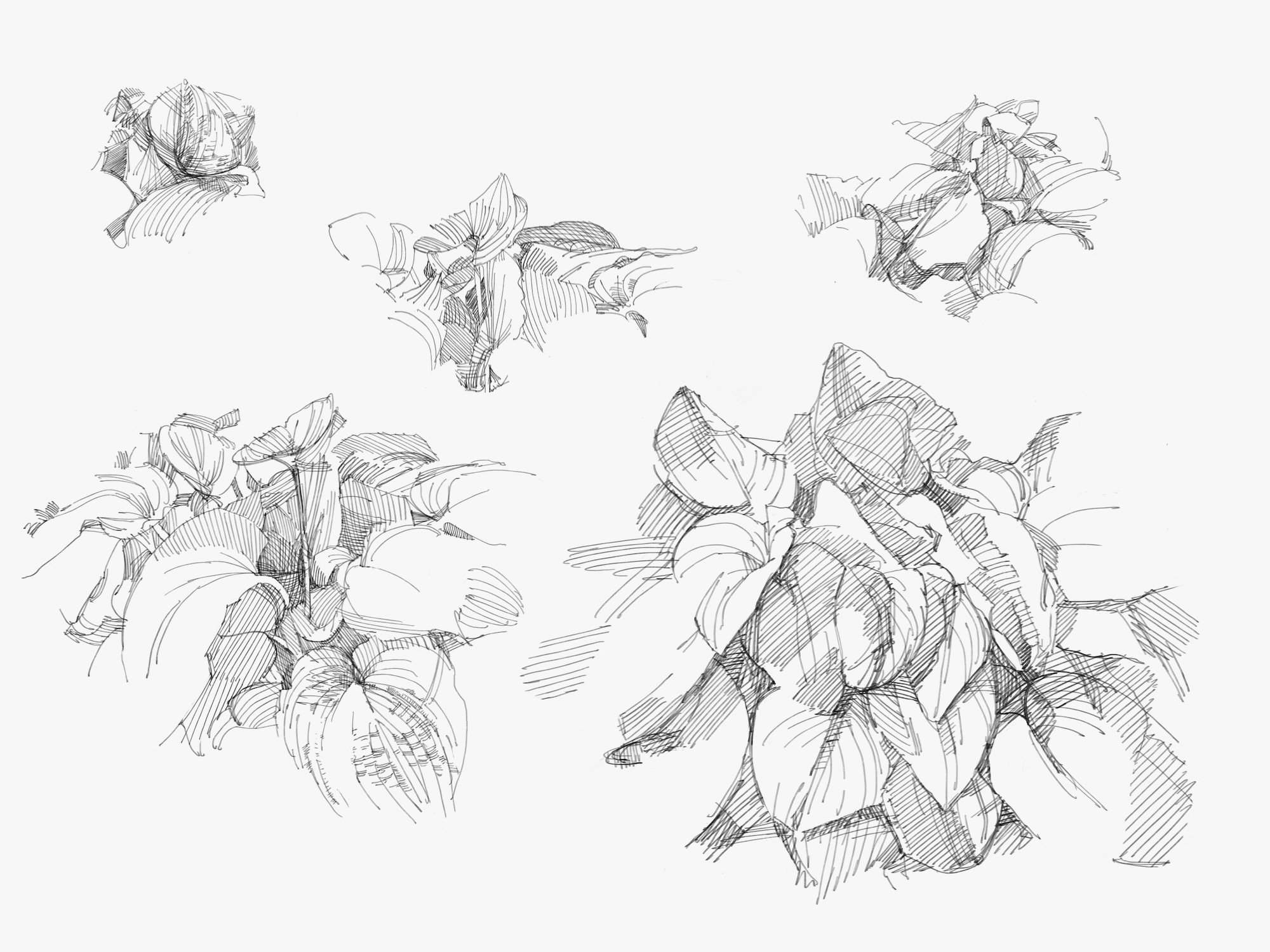 hostas - 1.jpeg
