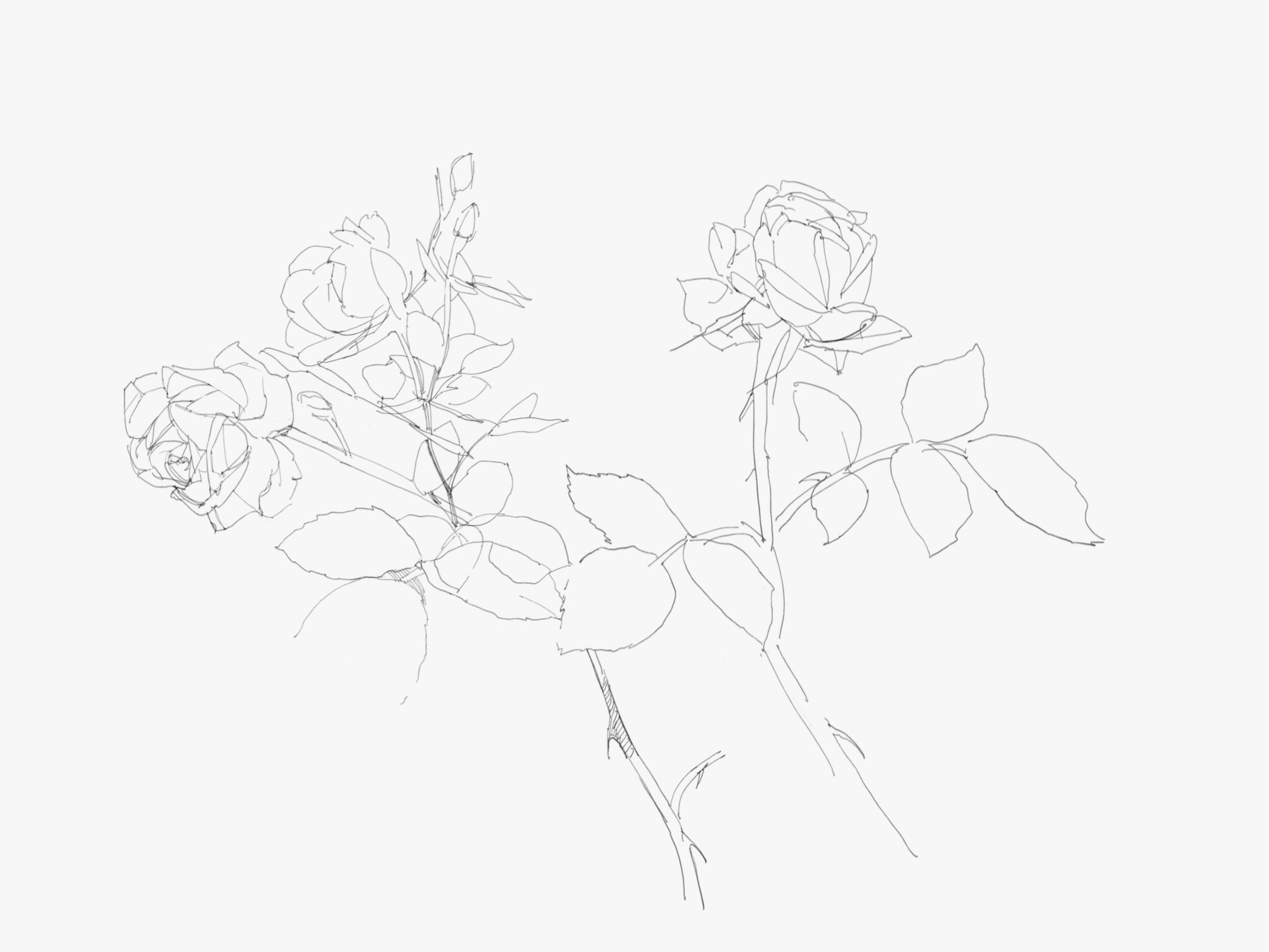 rose.jpeg