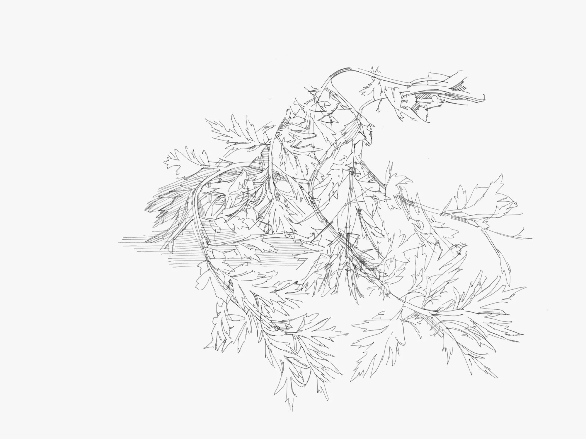 weeds - 1.jpeg