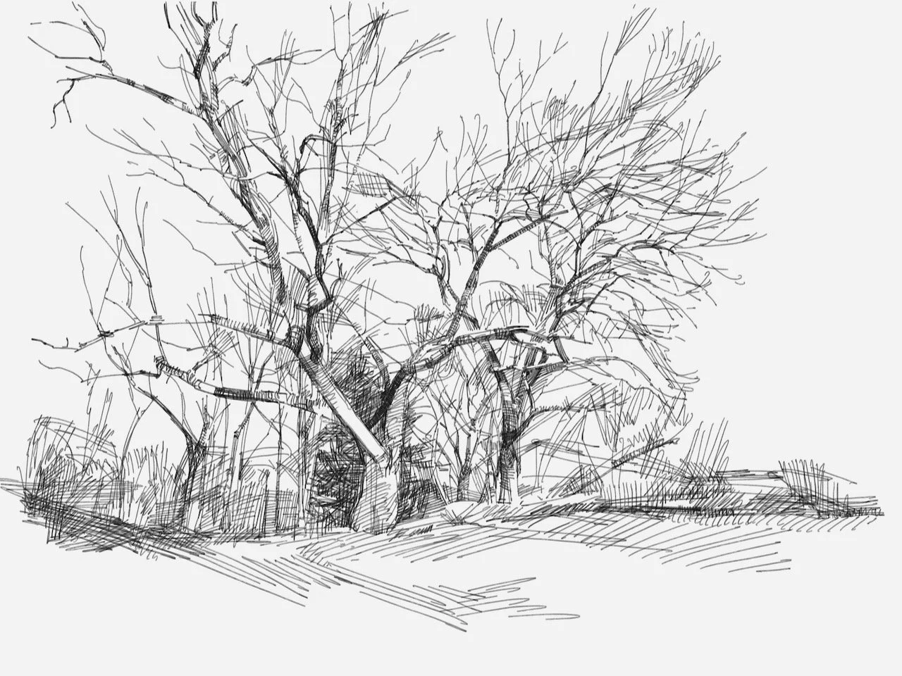 Winter Trees