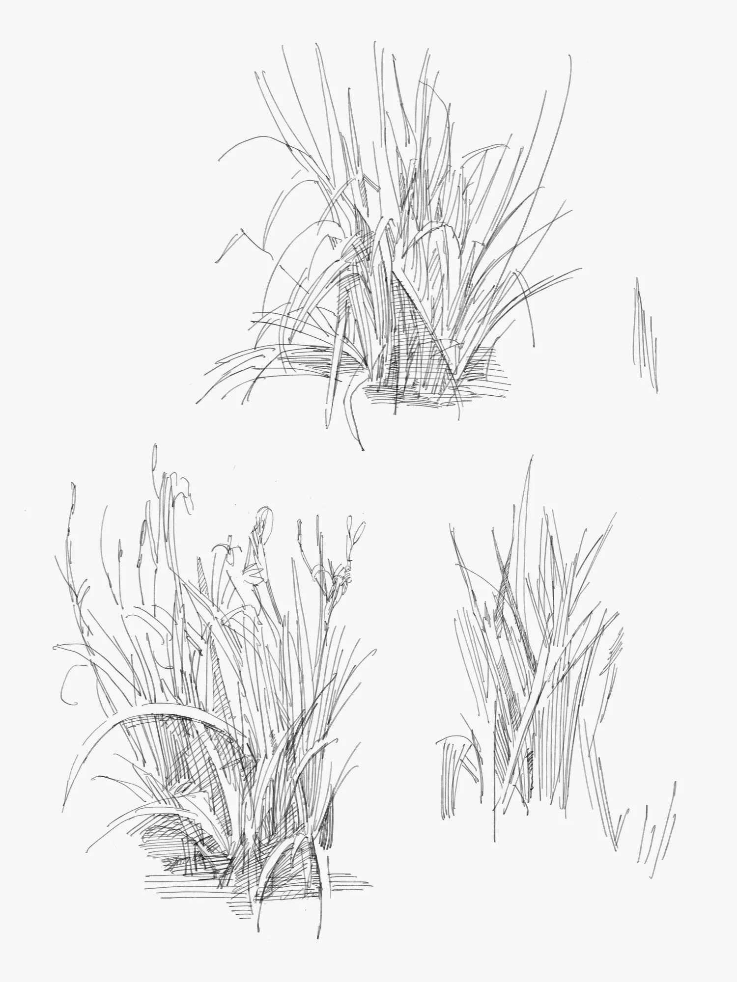 garden - 3.jpeg
