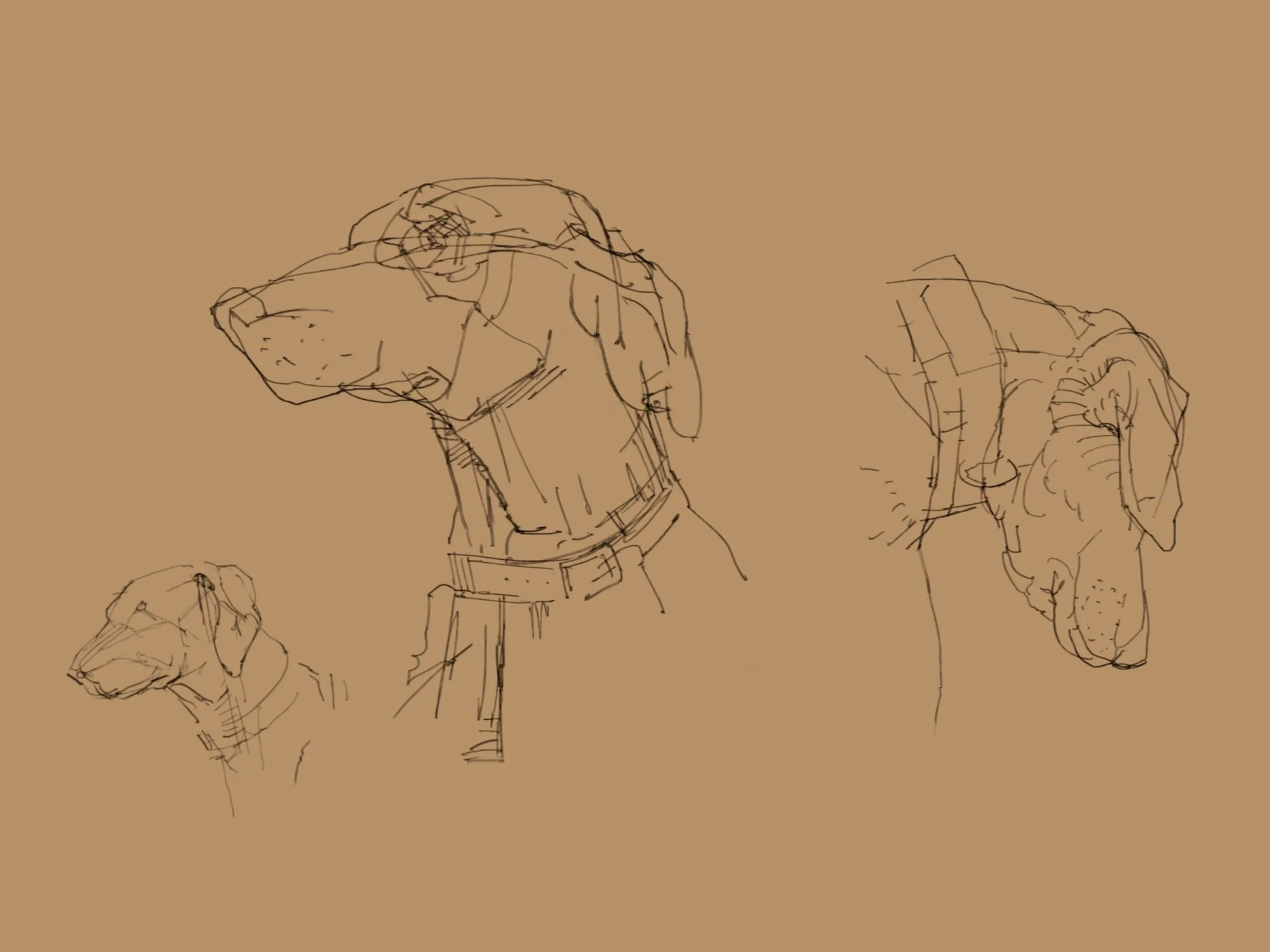 doberman - 3.jpeg