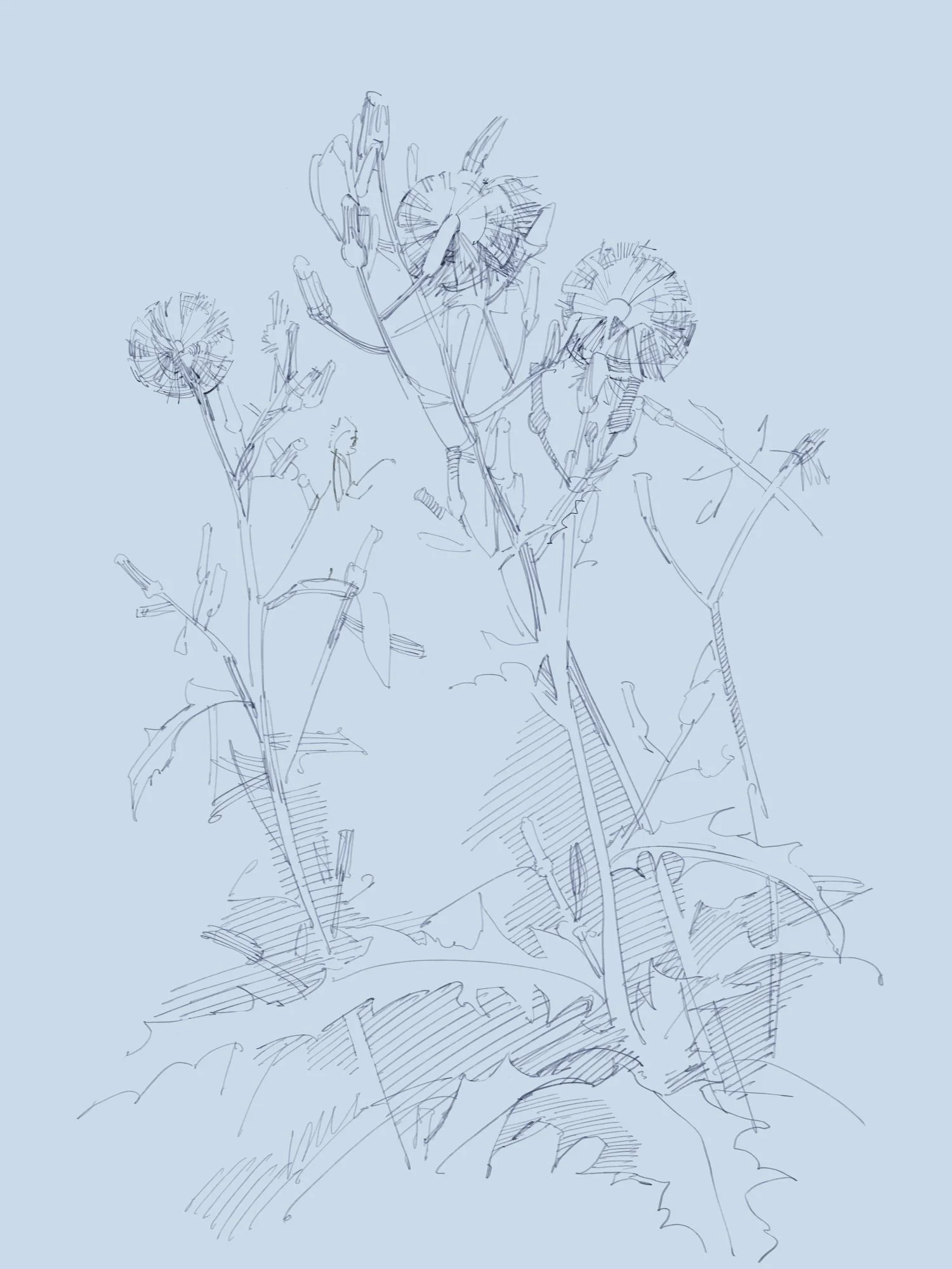 plants - 2.jpeg
