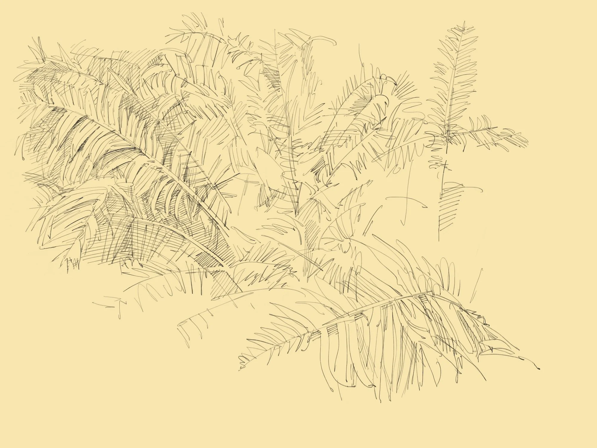 fern - 1.jpeg