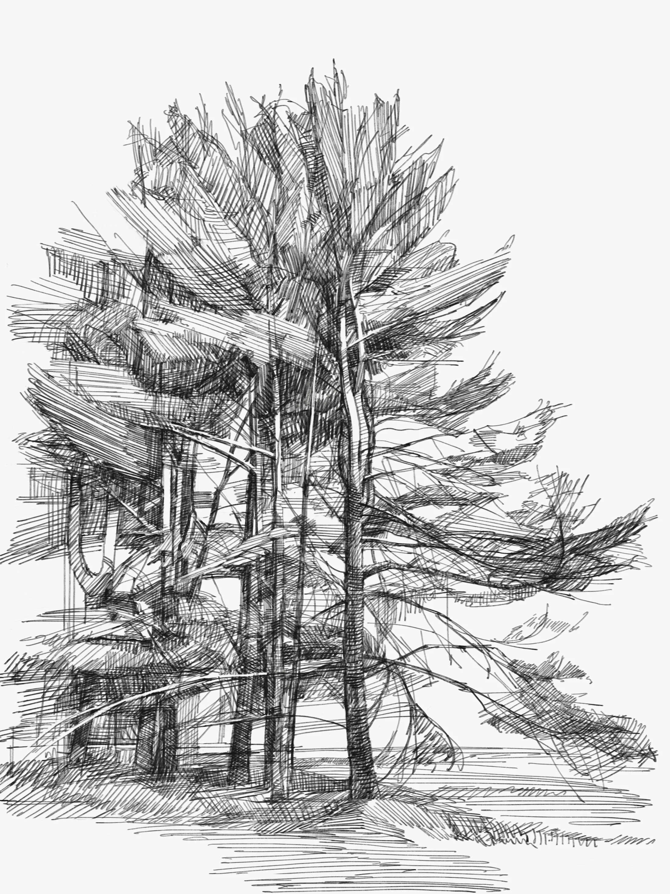 pine - 1.jpeg