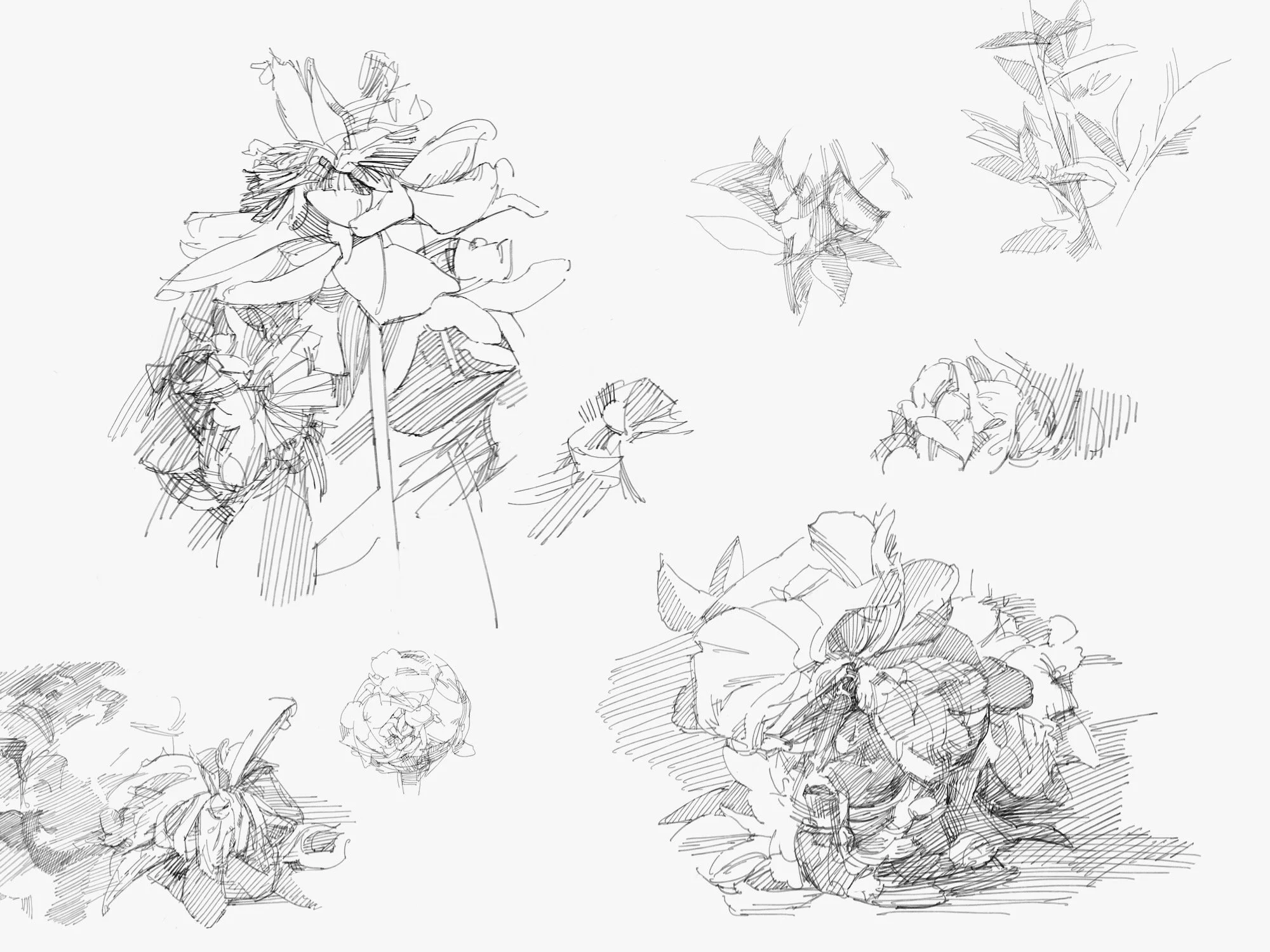 peony - 1.jpeg