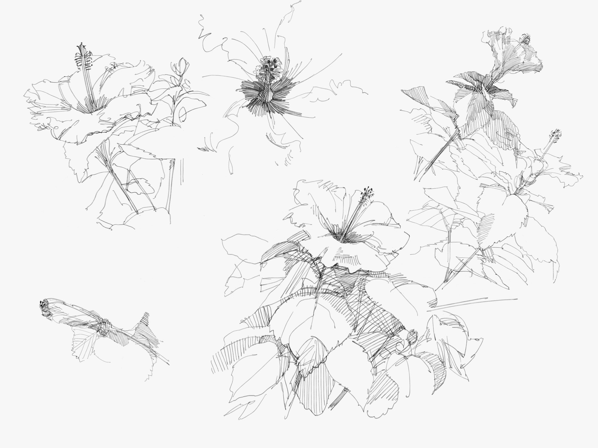 Garden Variety