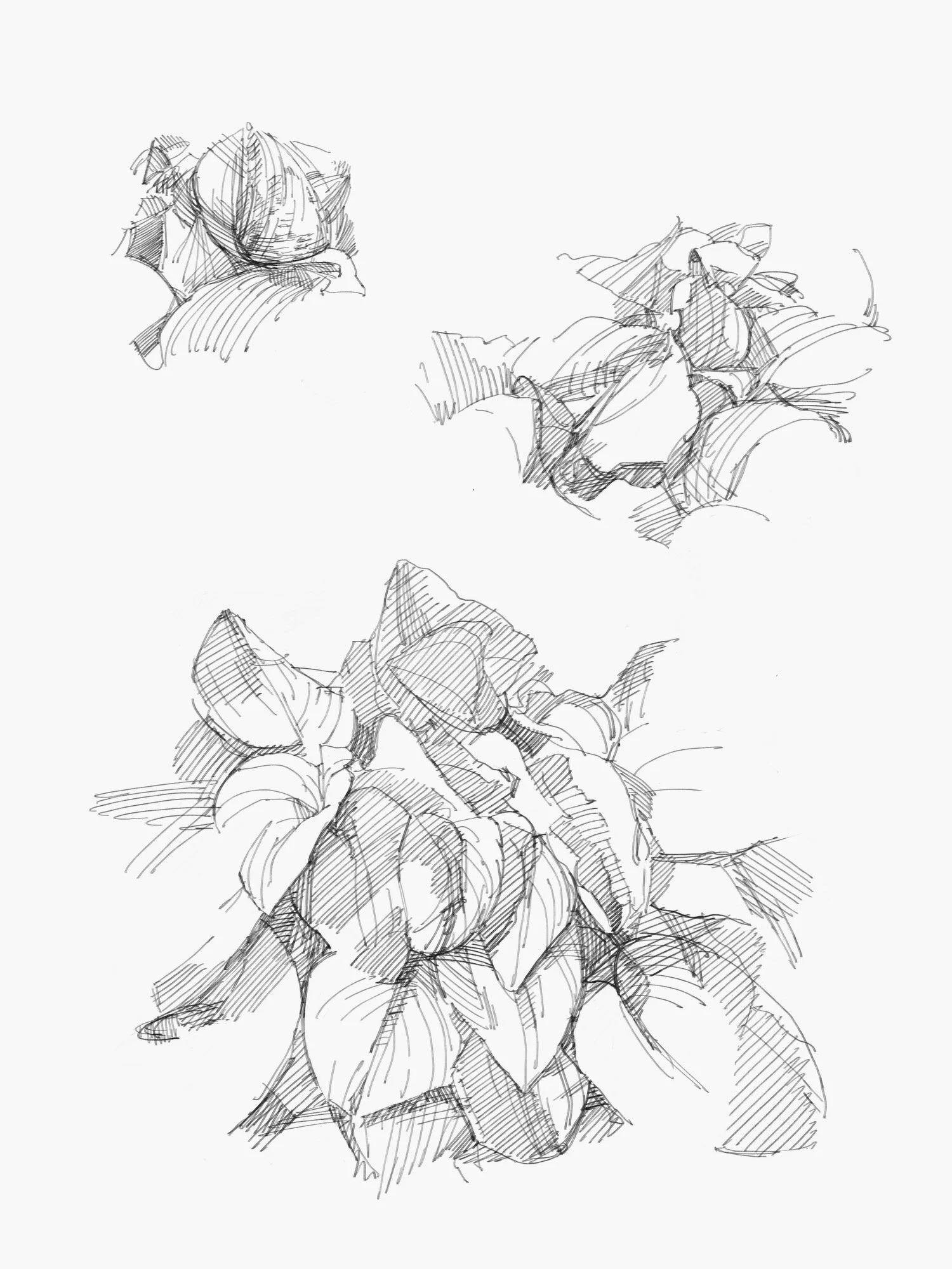 garden - 4.jpeg